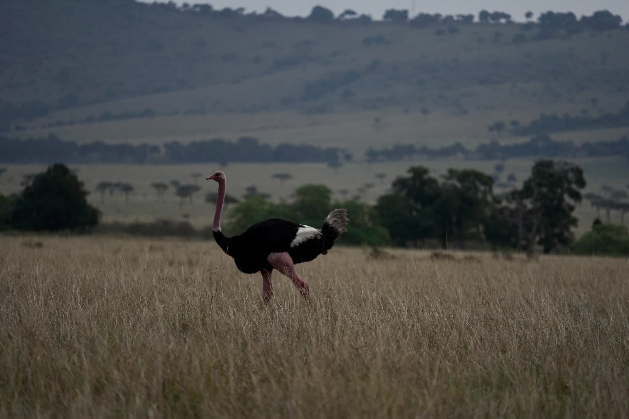 Masai Mara 20