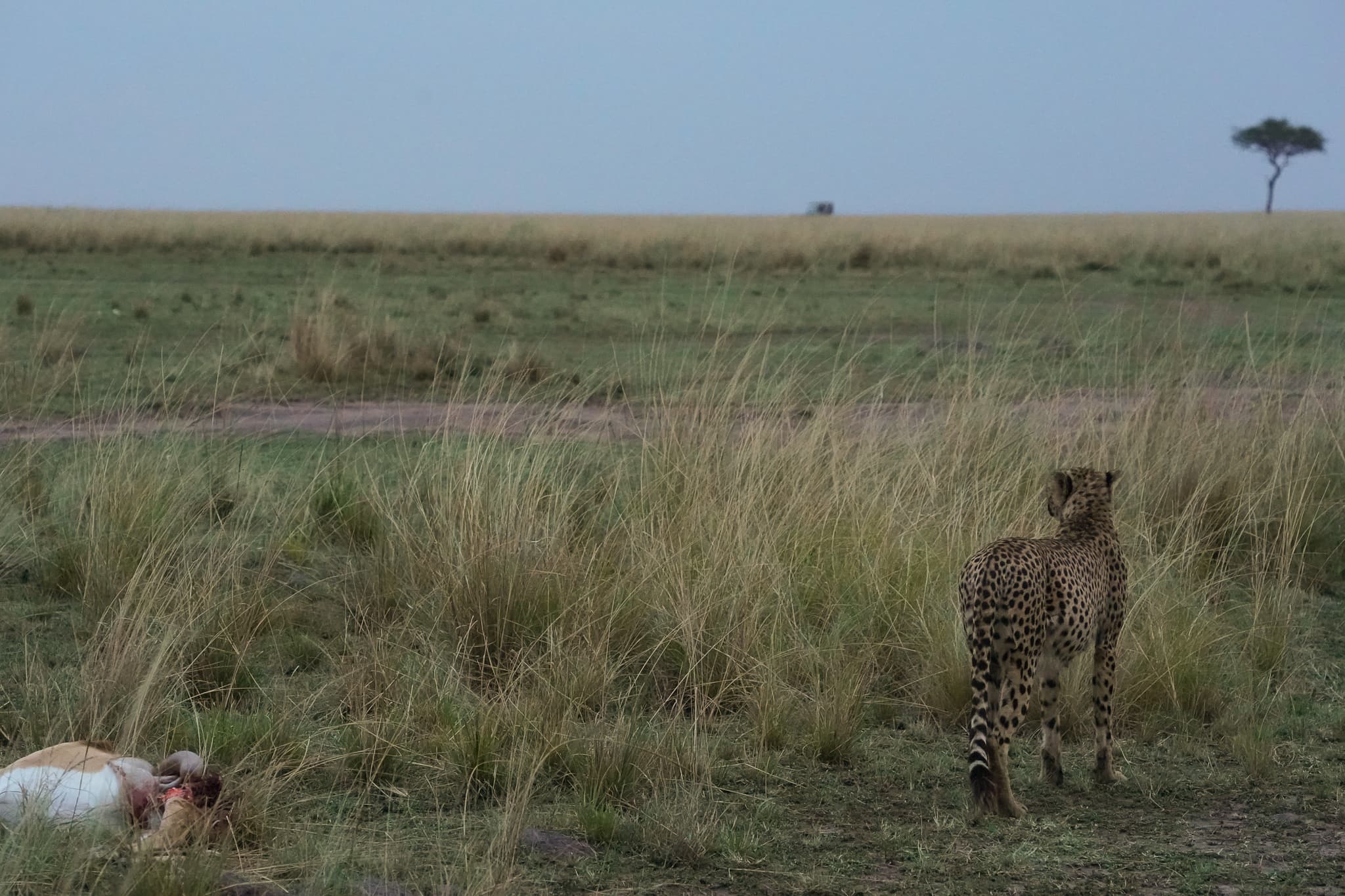 Masai Mara 21