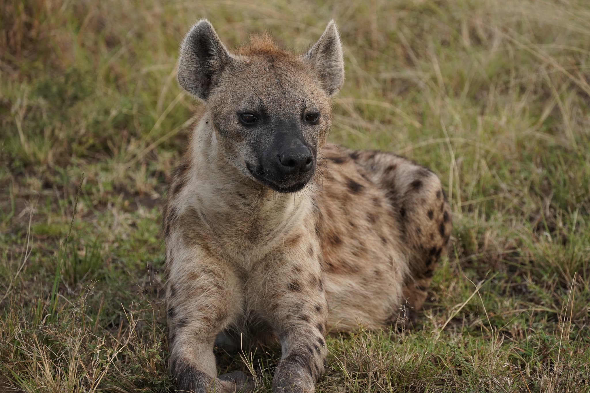 Masai Mara 22