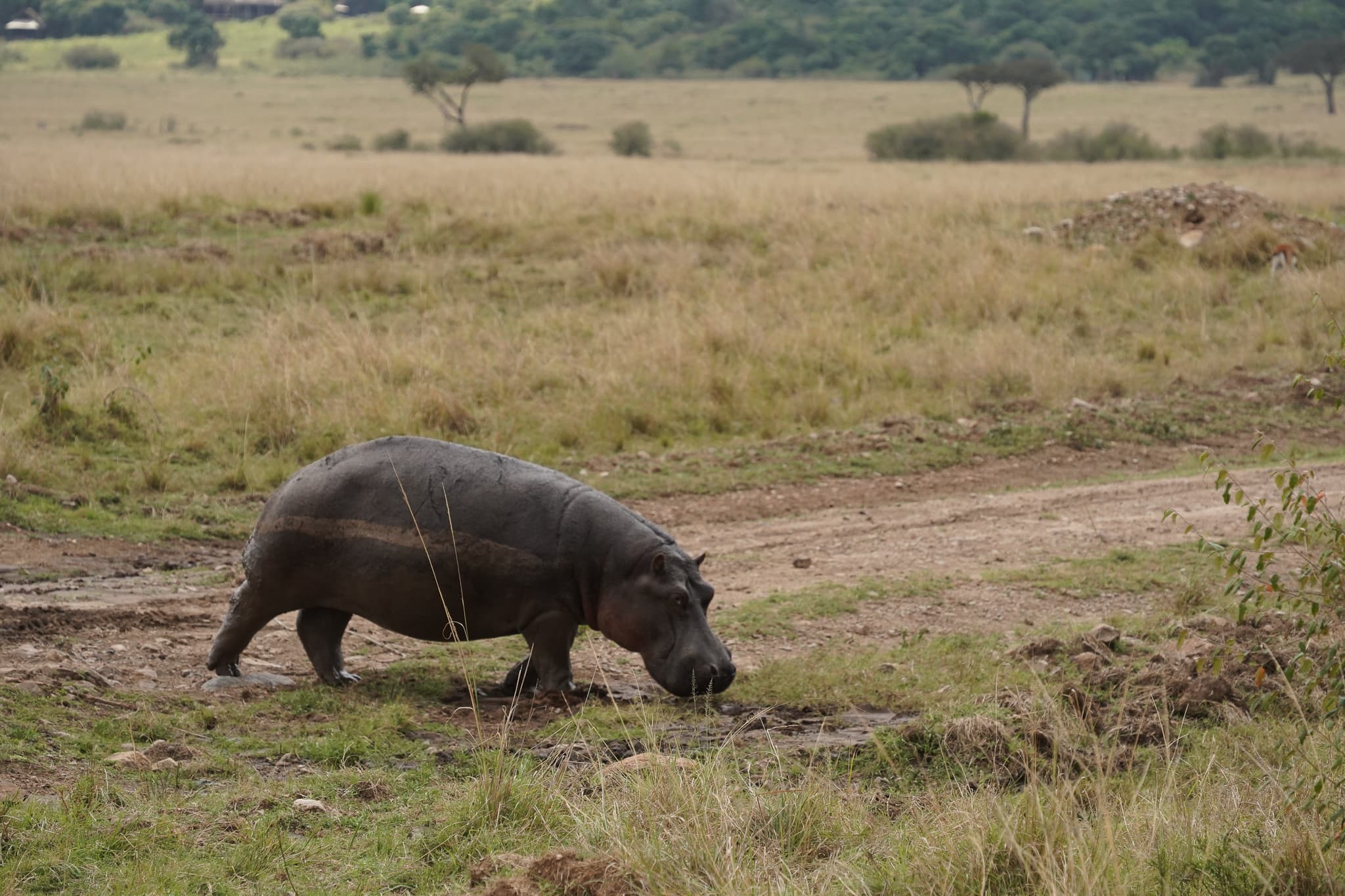 Masai Mara 23