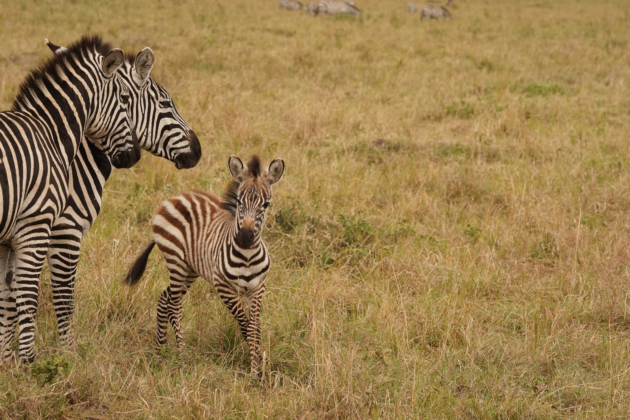 Masai Mara 24