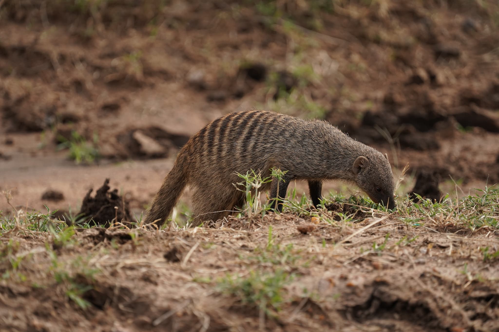 Masai Mara 28
