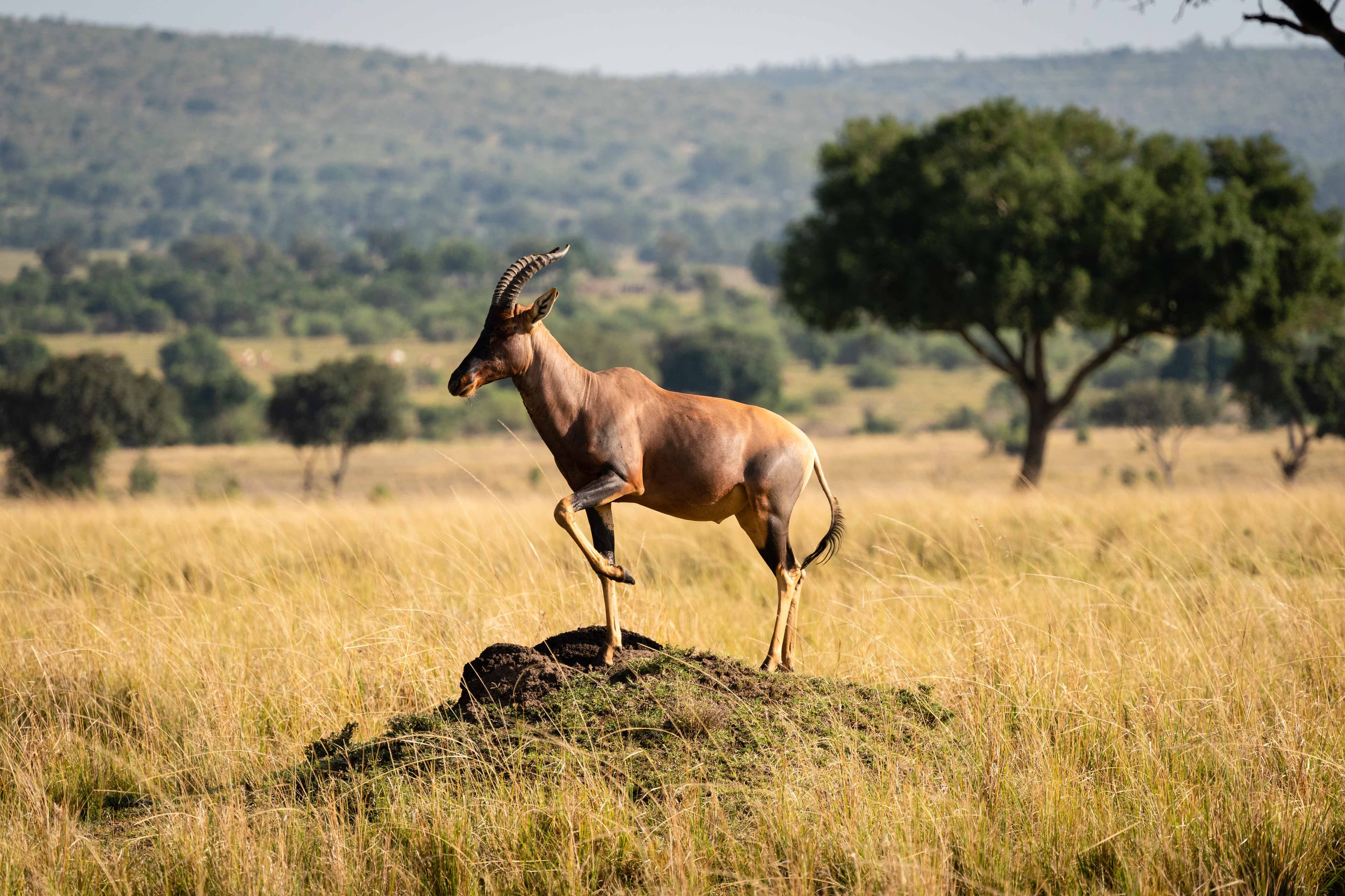 Mara North 01