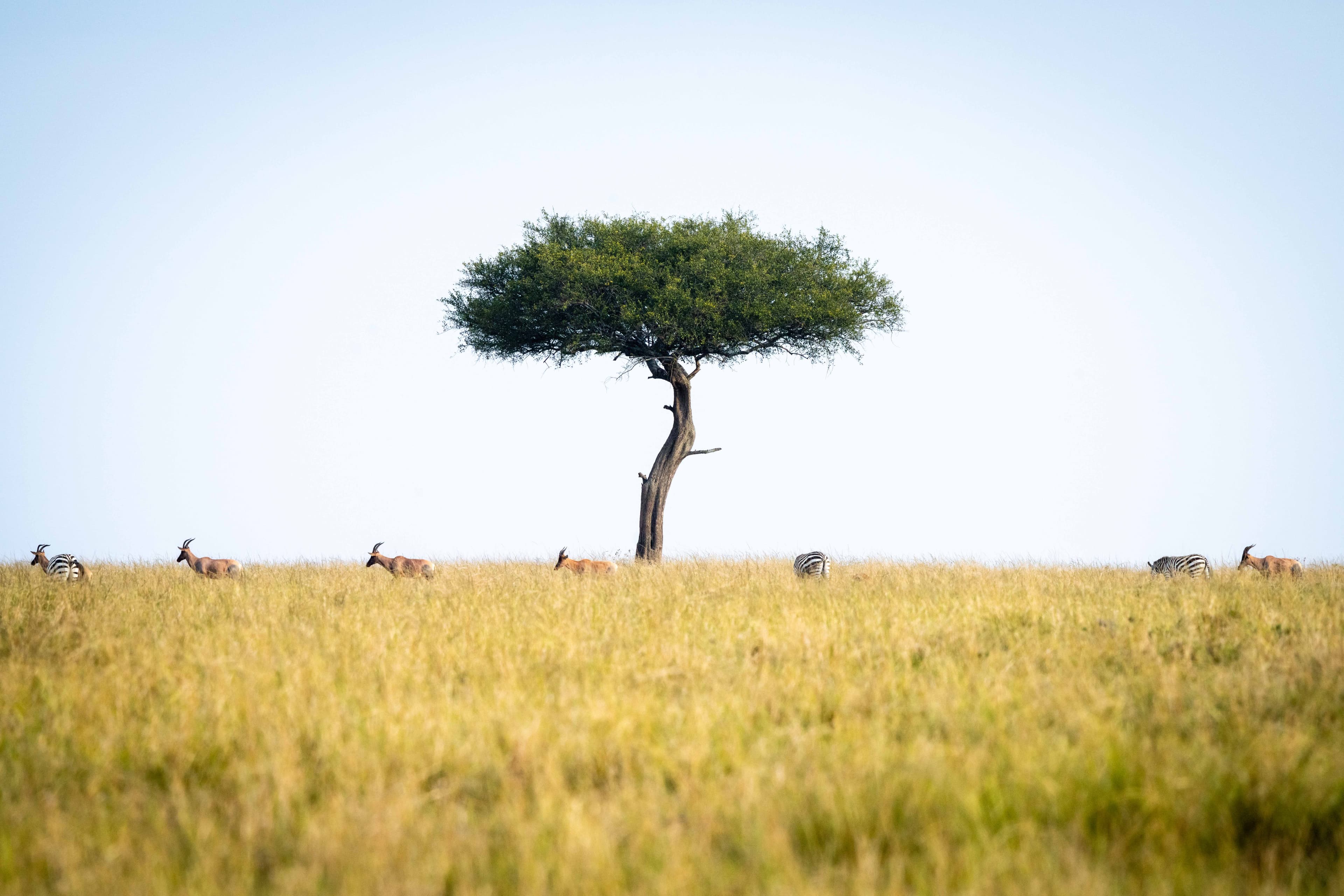 Mara North 03
