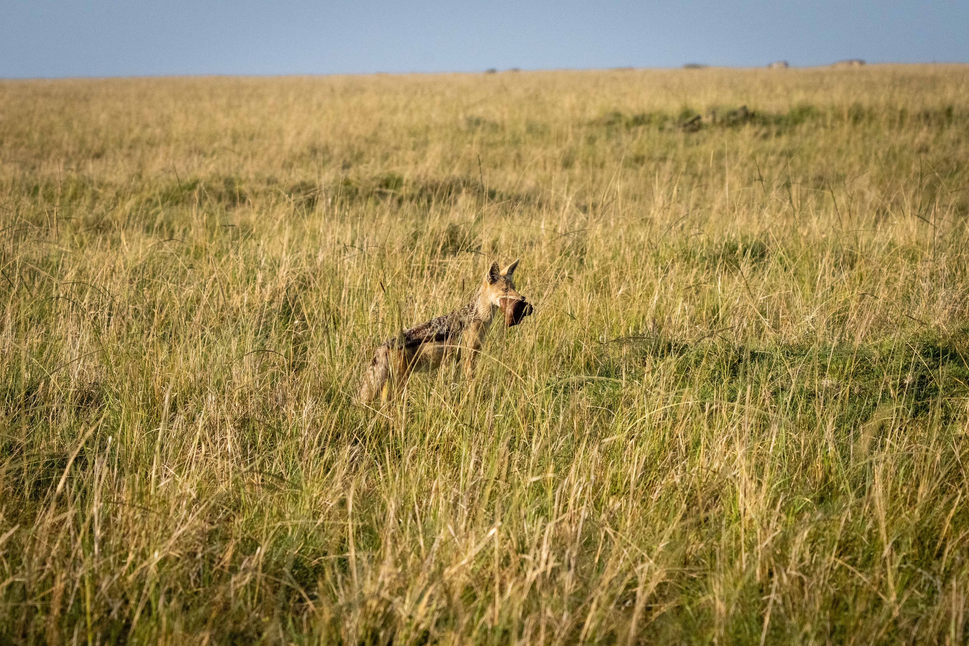 Mara North 06