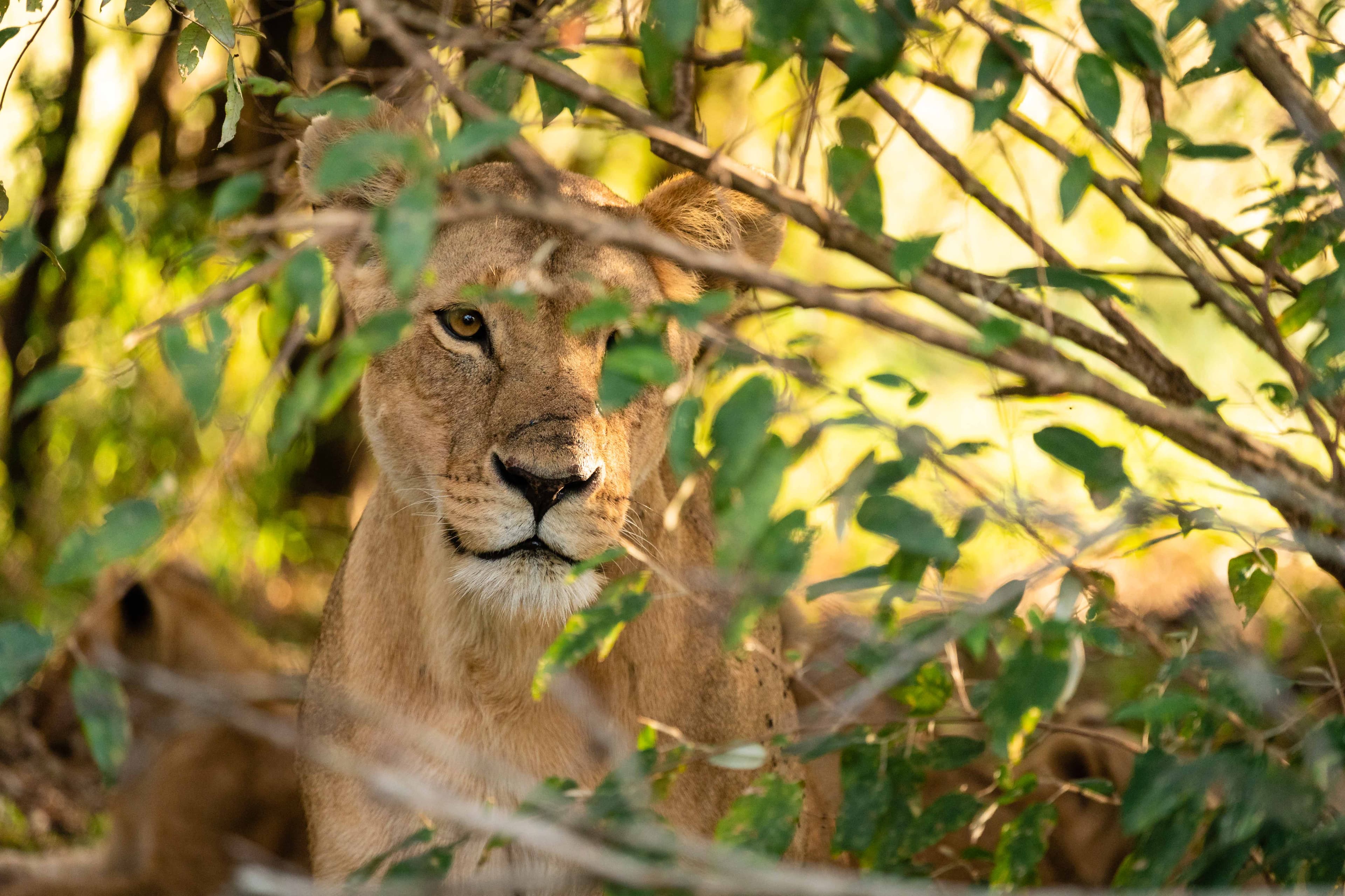 Mara North 07