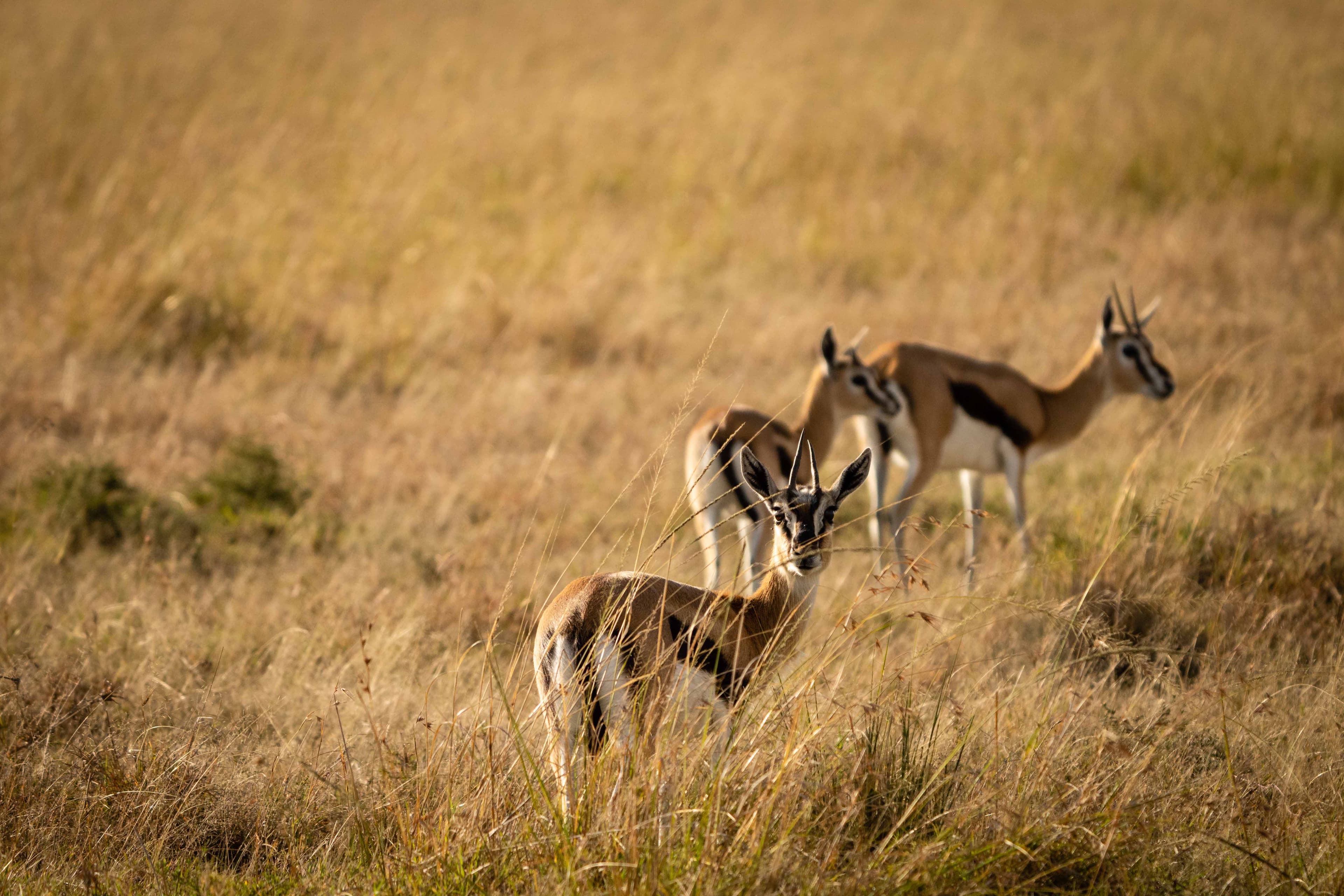 Mara North 08