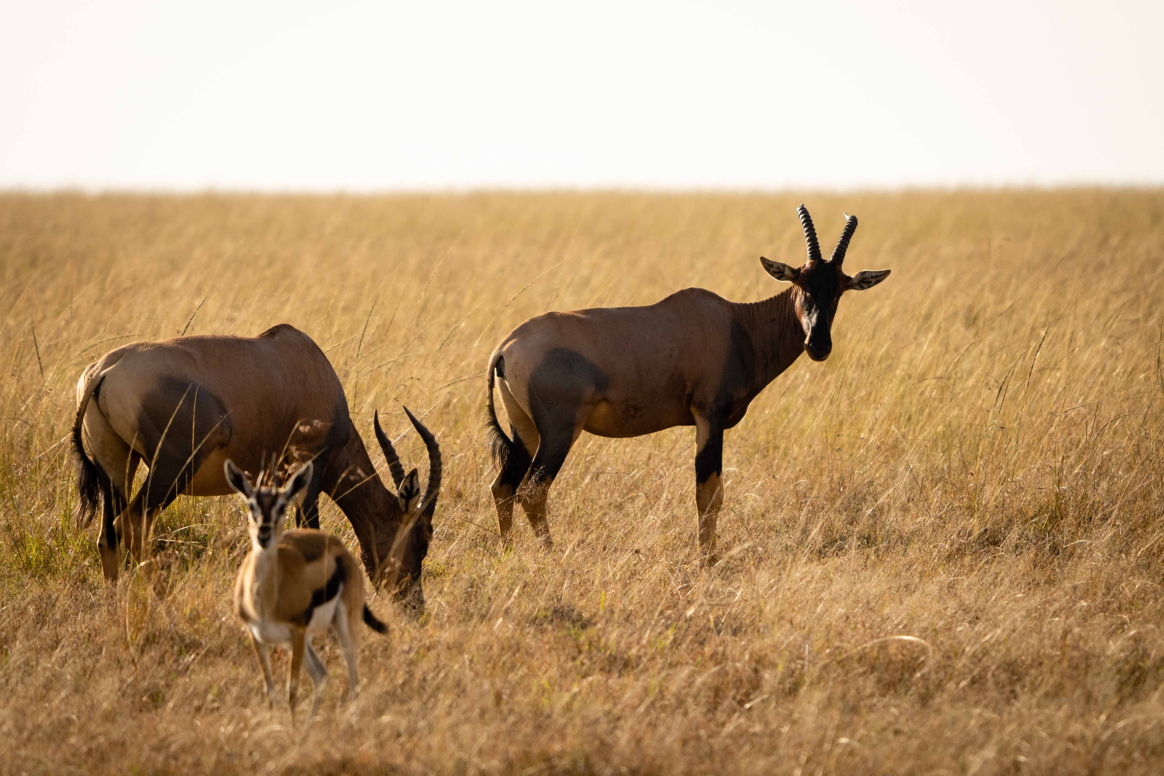 Mara North 09