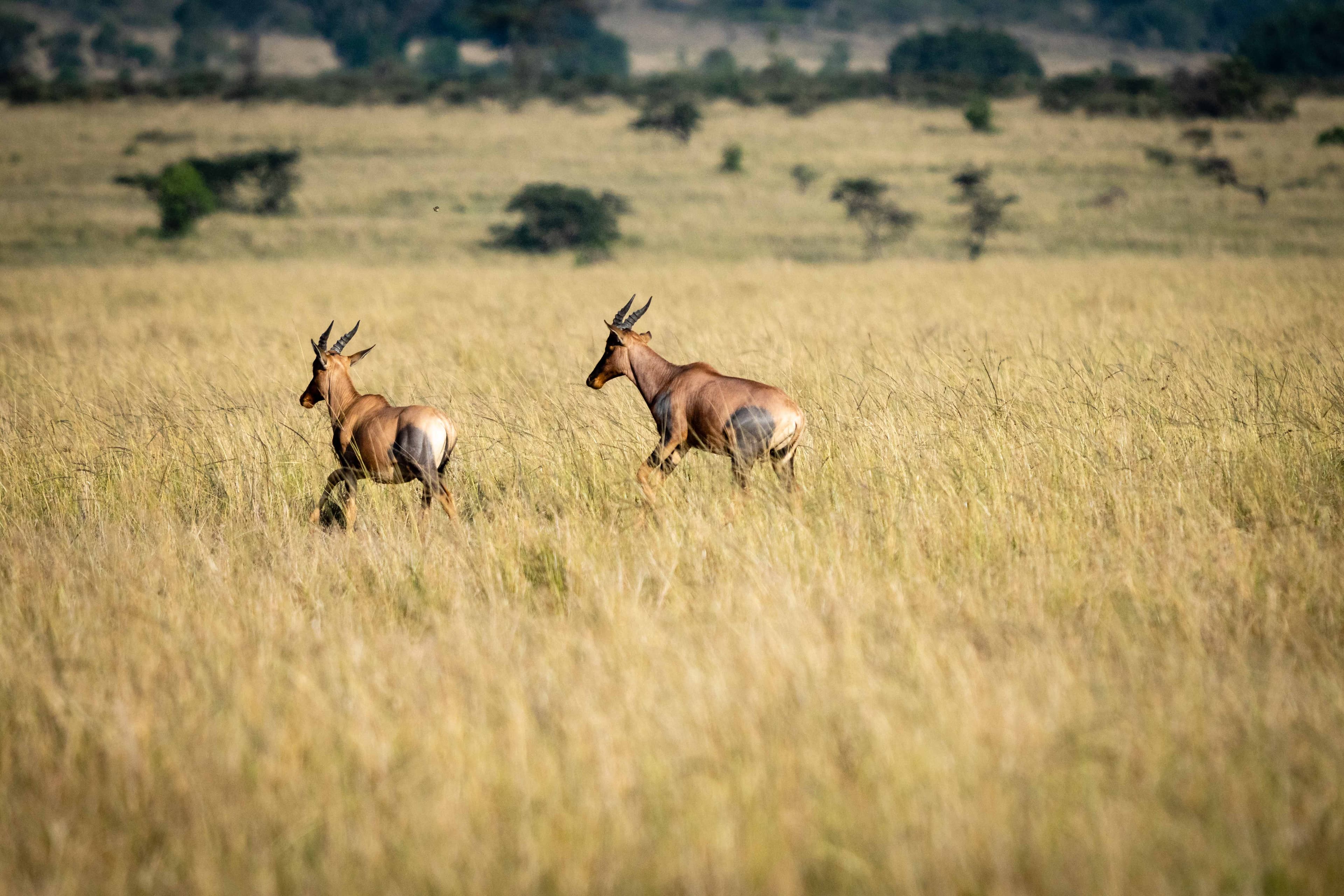 Mara North 10