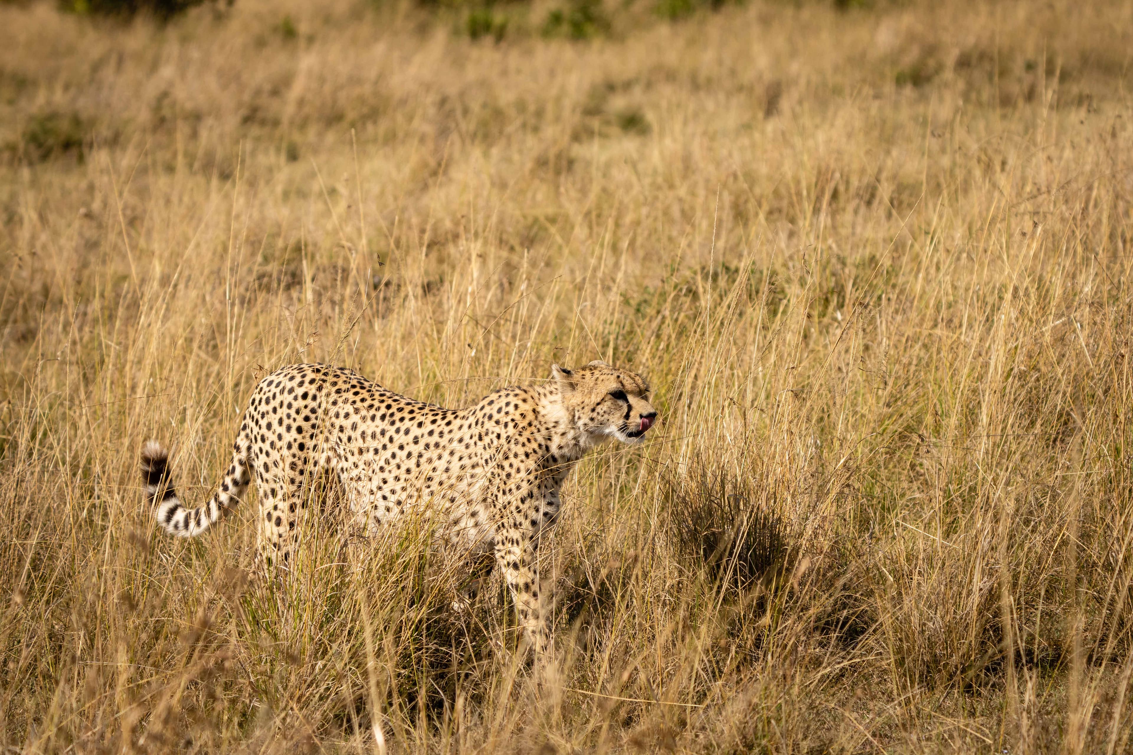 Mara North 13
