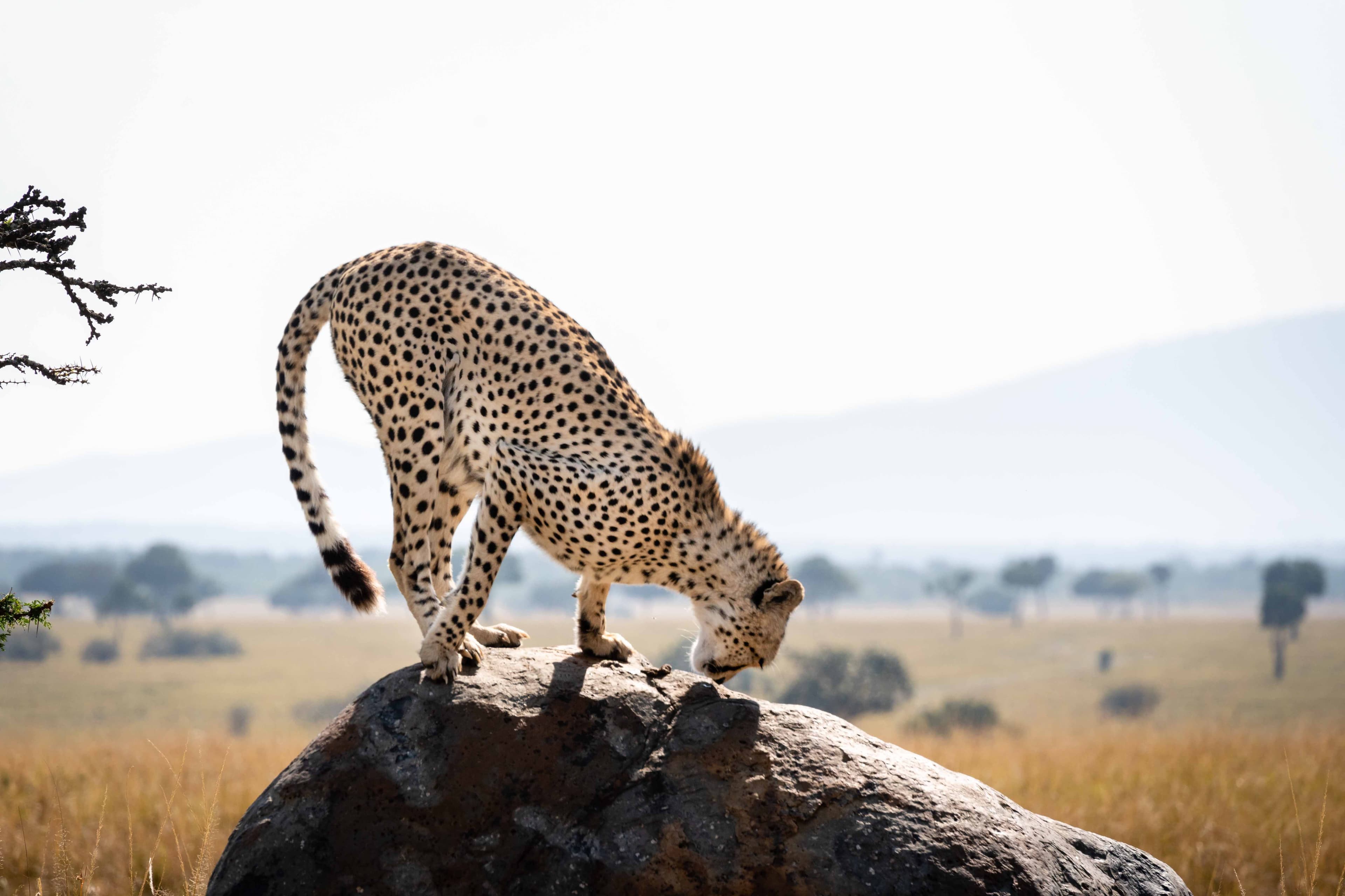 Mara North 14