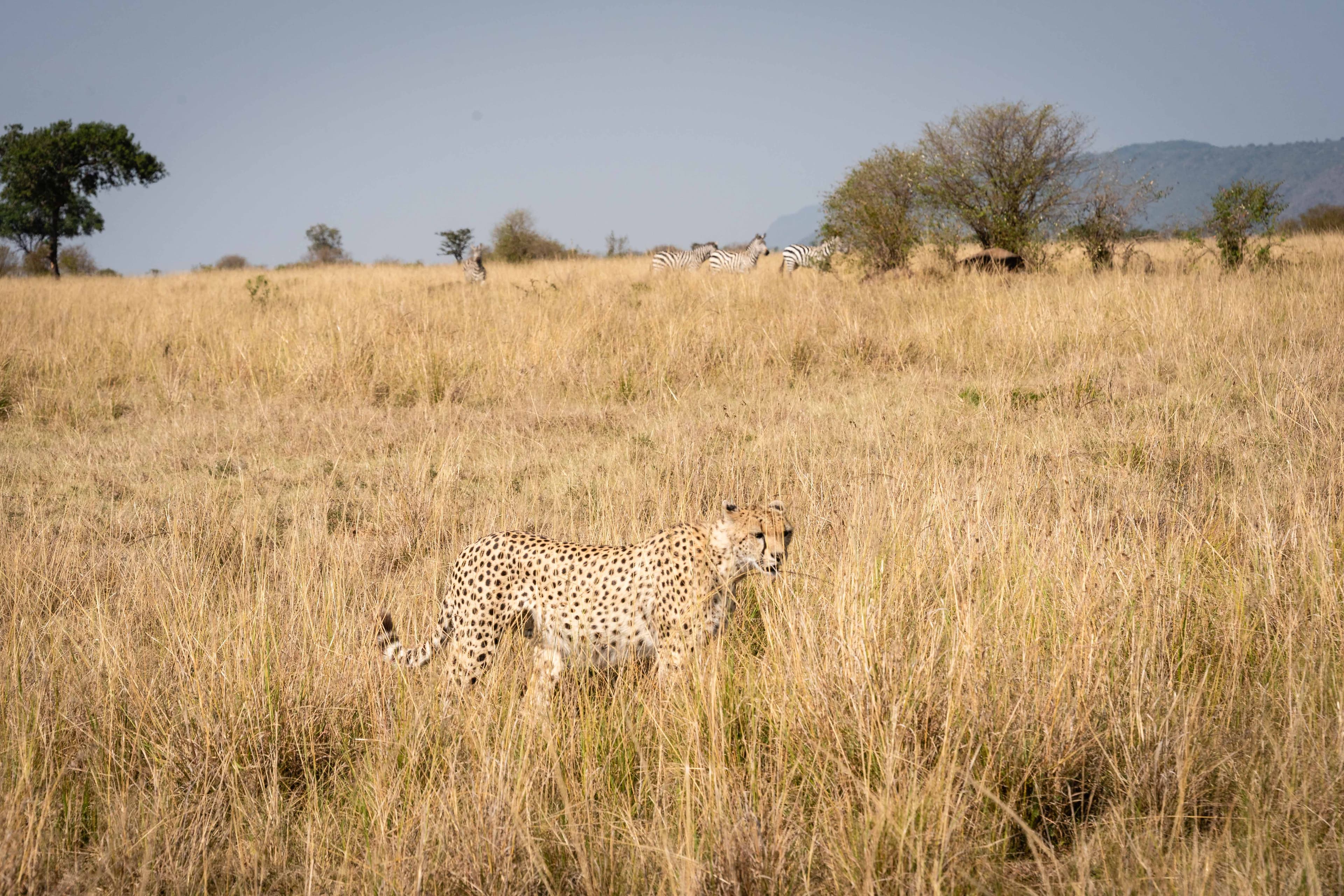 Mara North 15