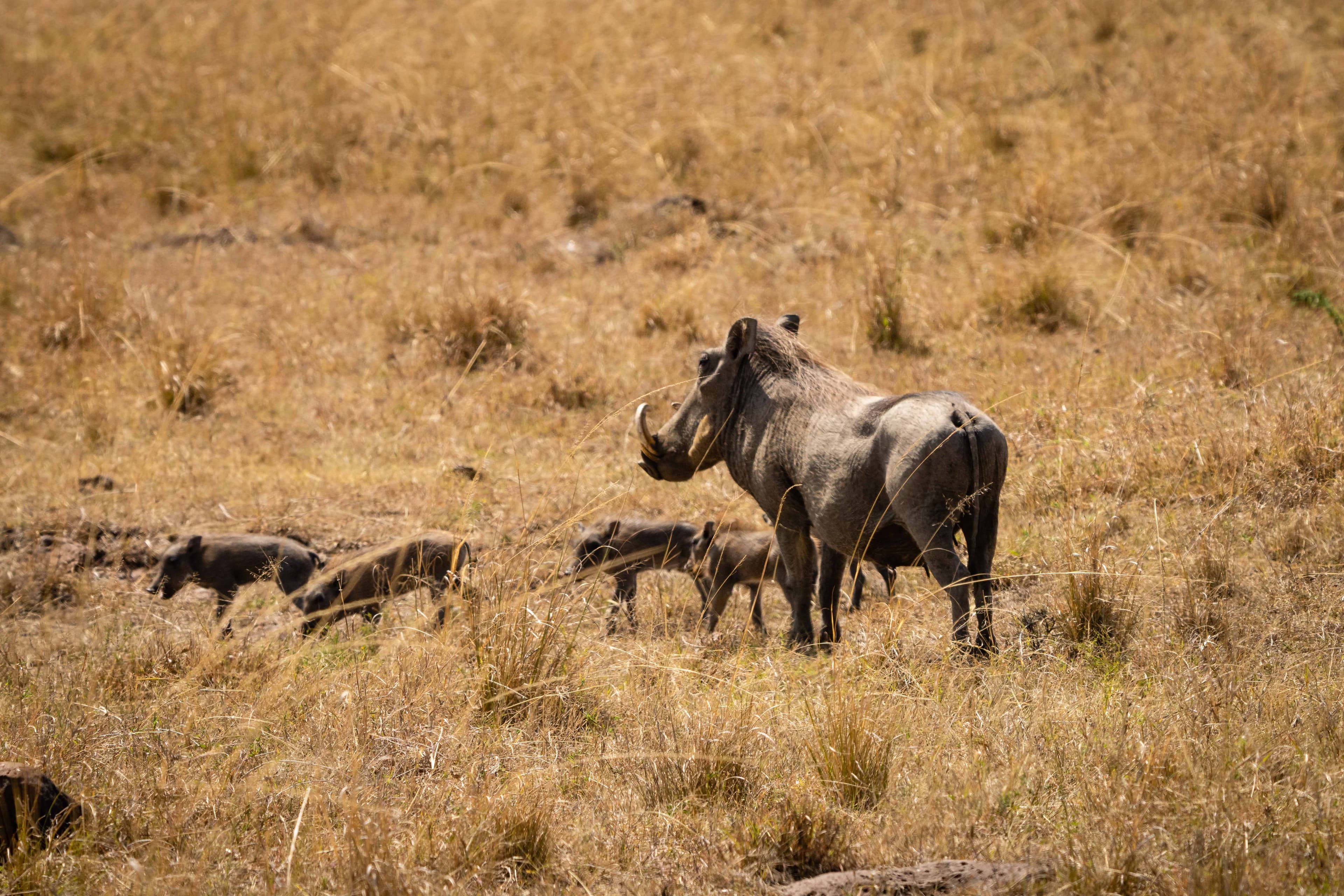 Mara North 17