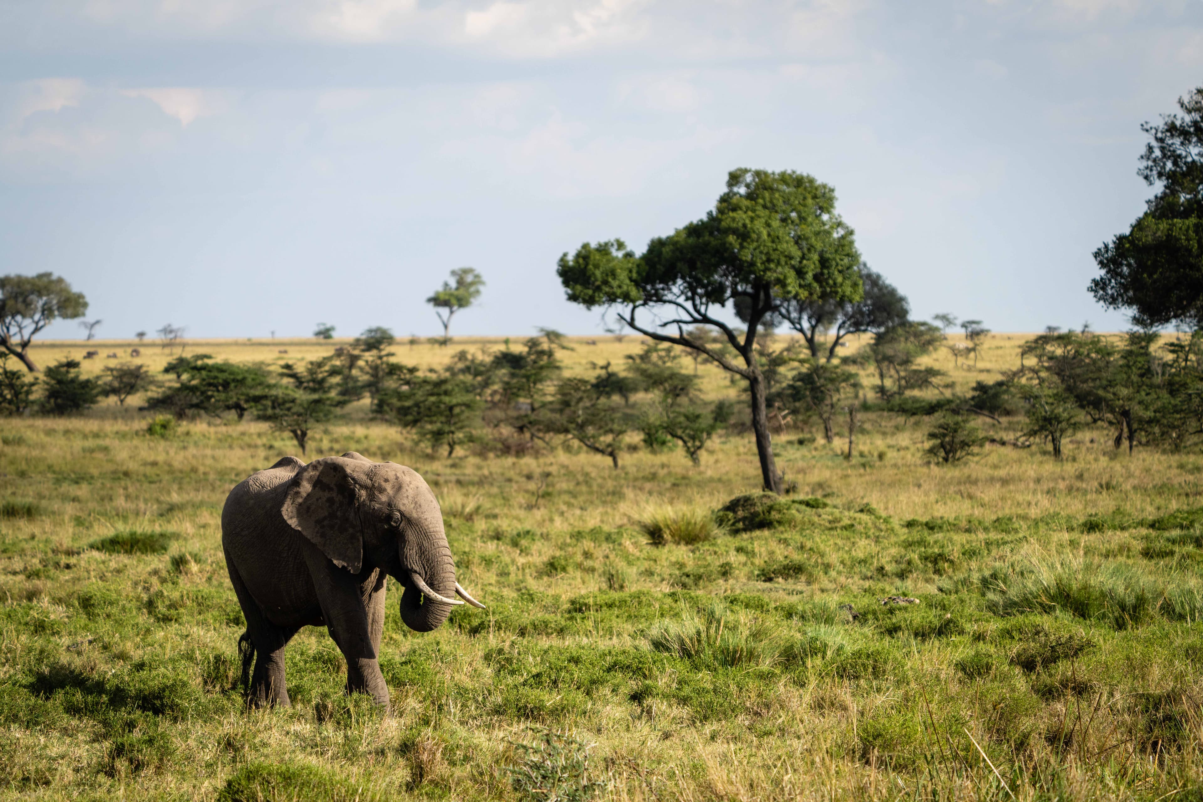 Mara North 18