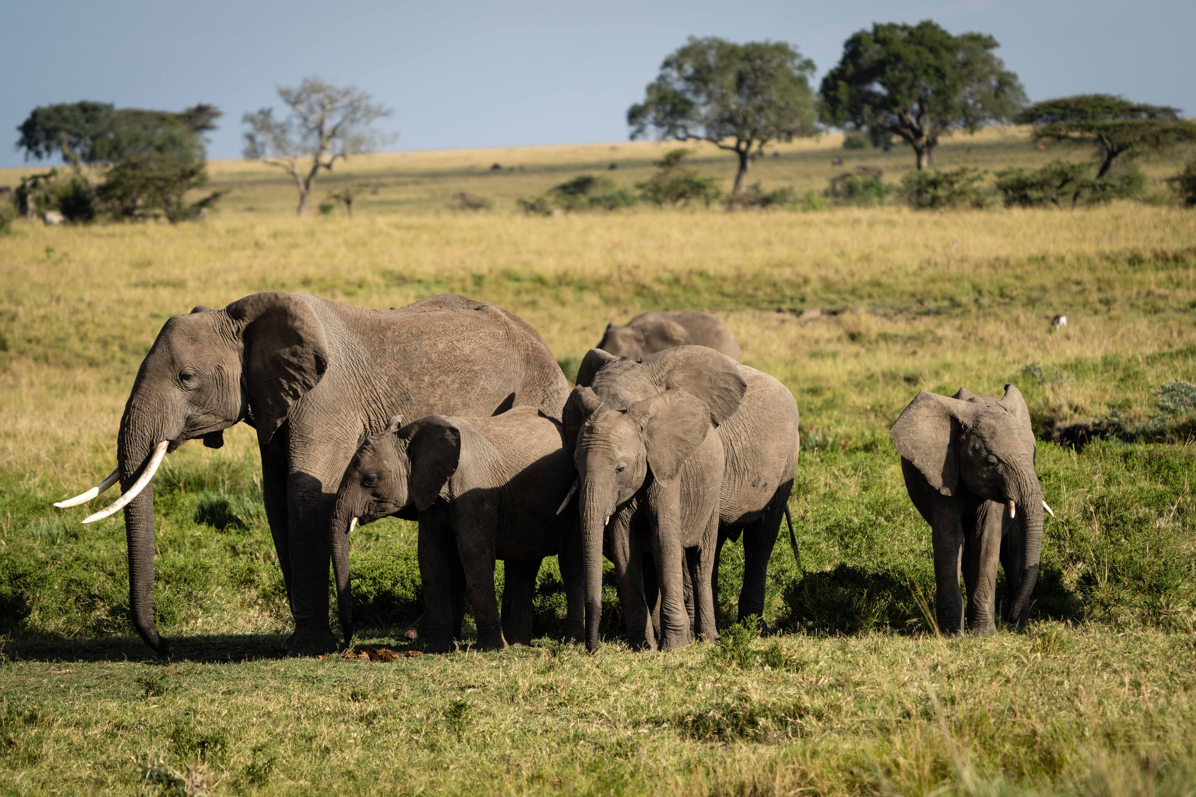 Mara North 19