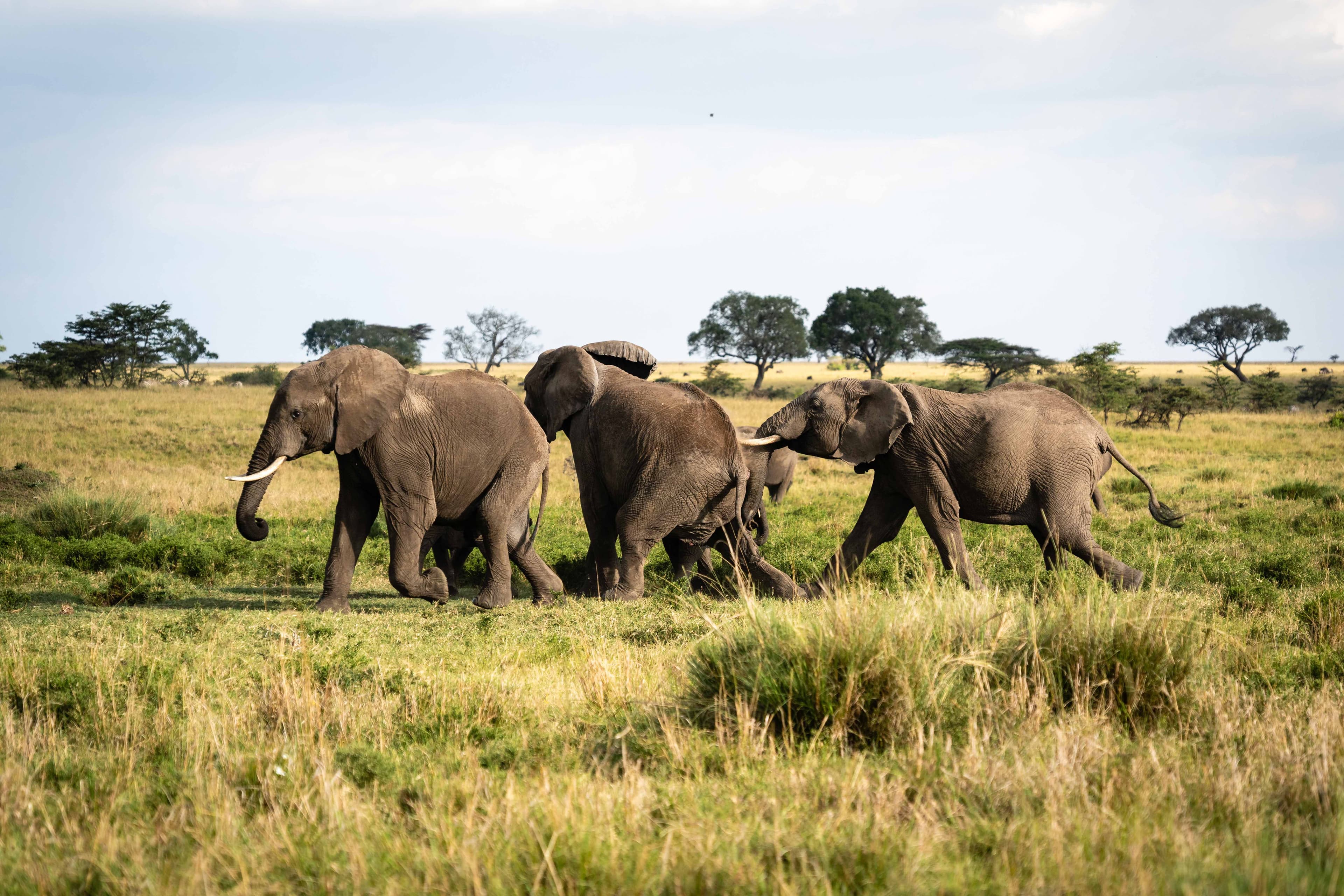 Mara North 20