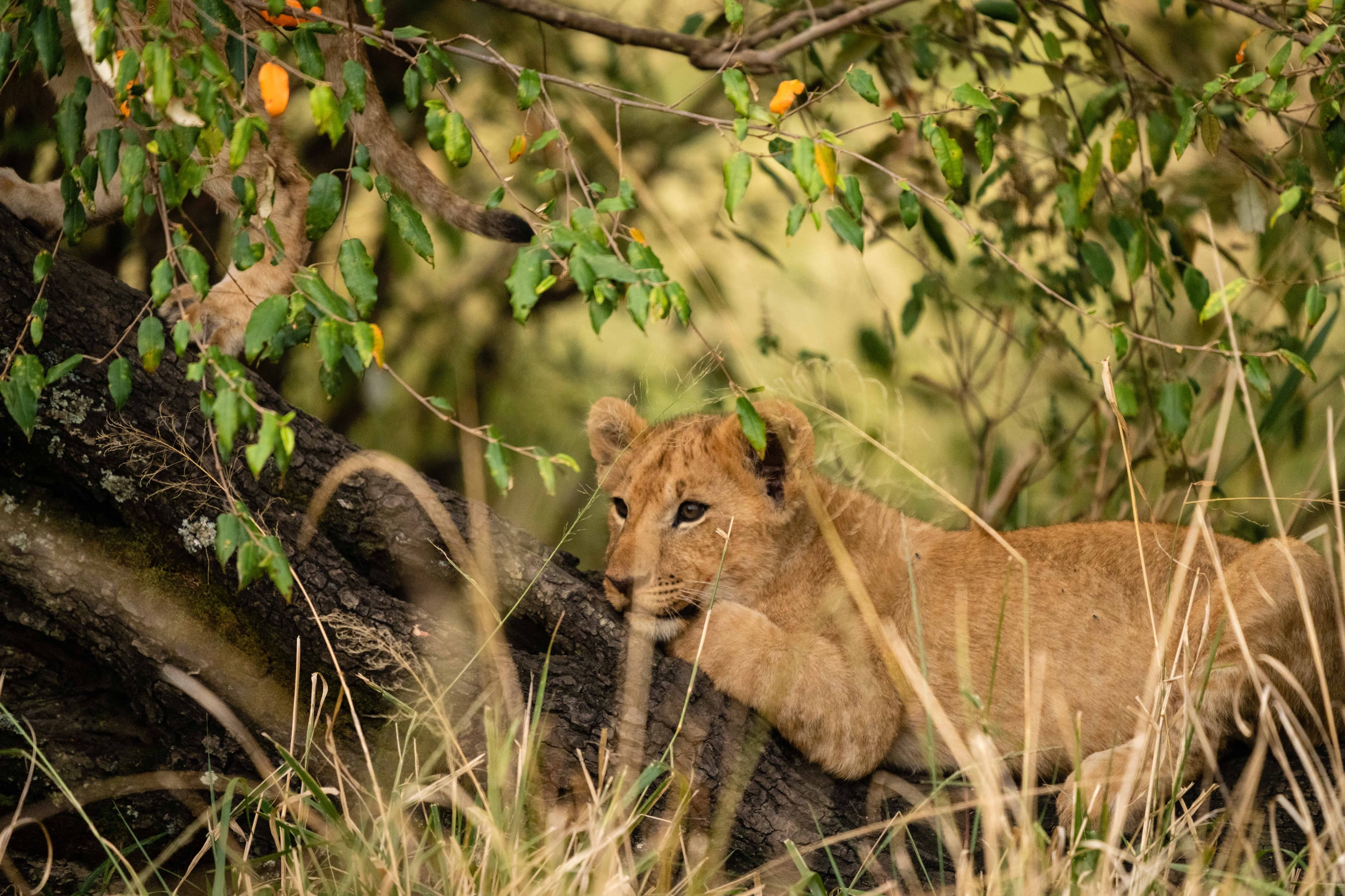 Mara North 22