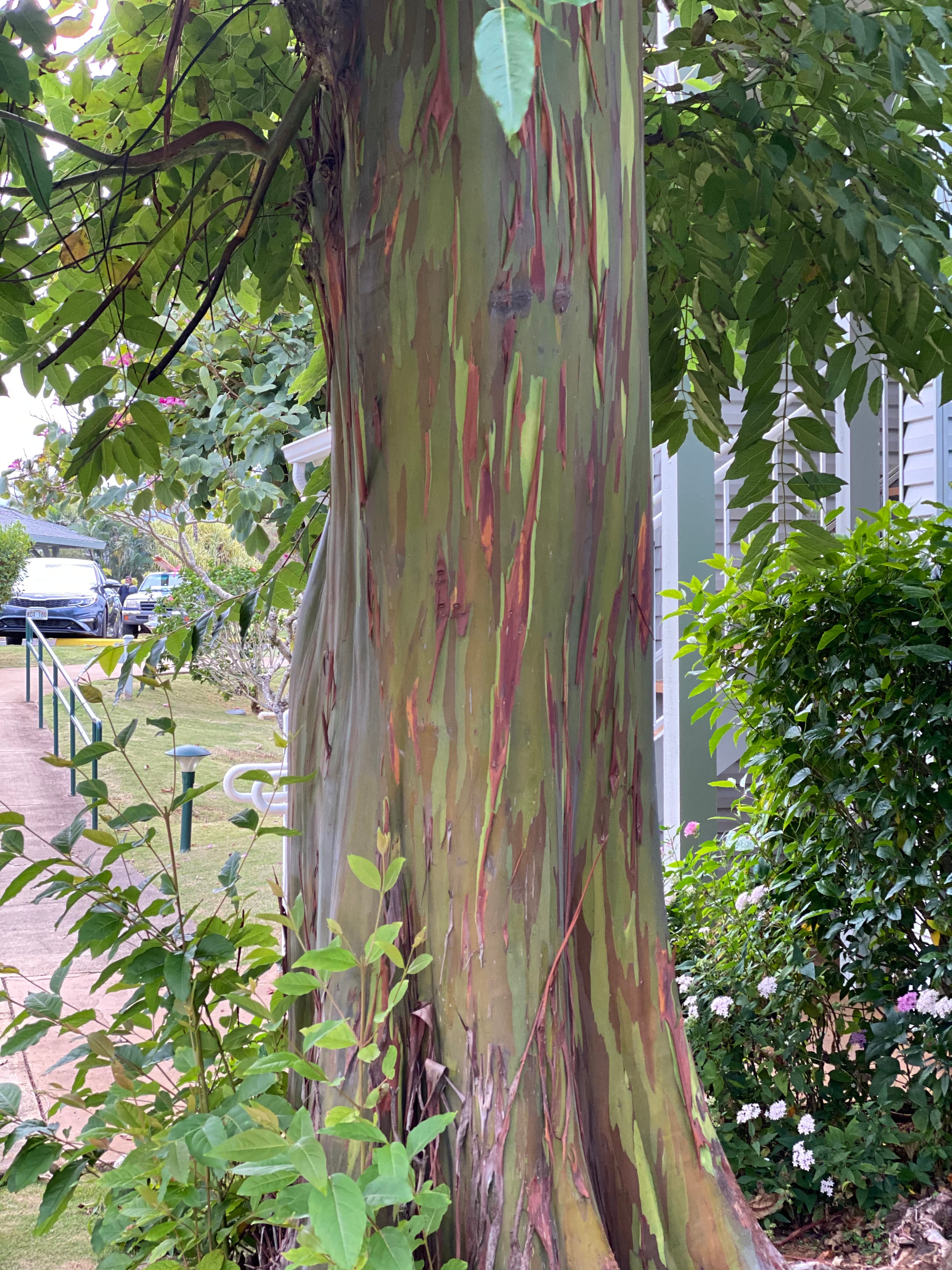 Napali Coast 08