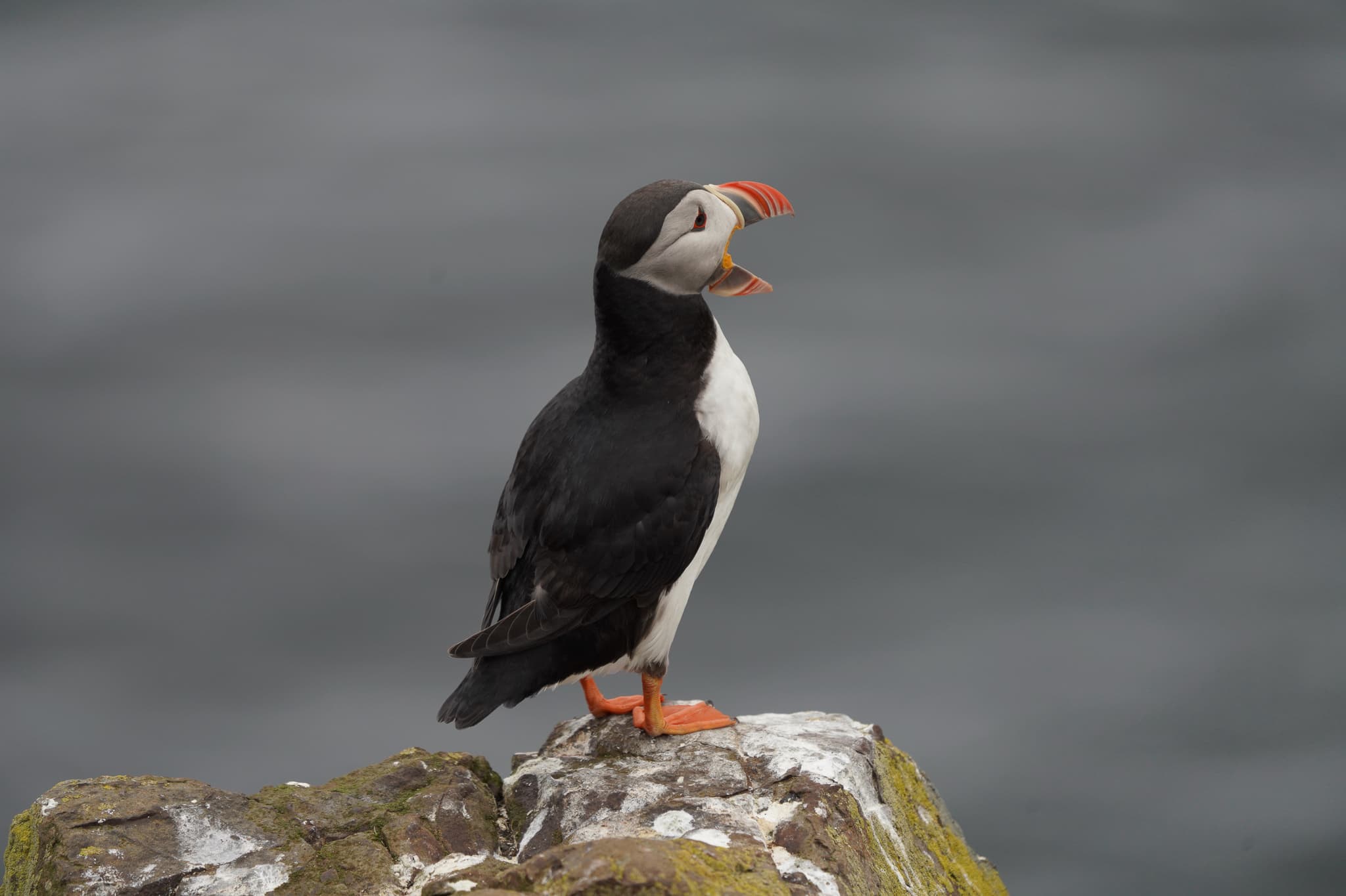 Migrating Puffins 01