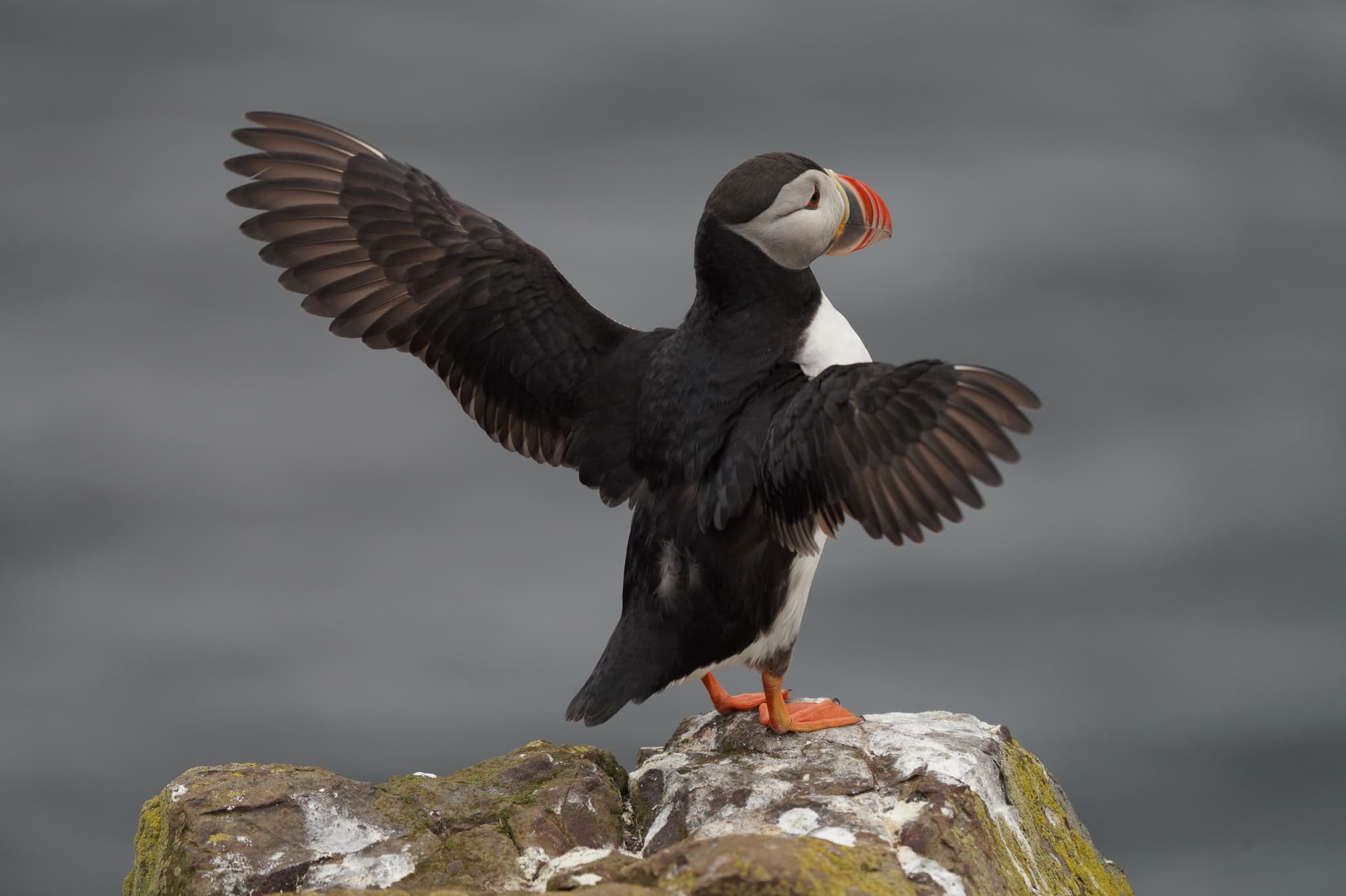 Migrating Puffins 02