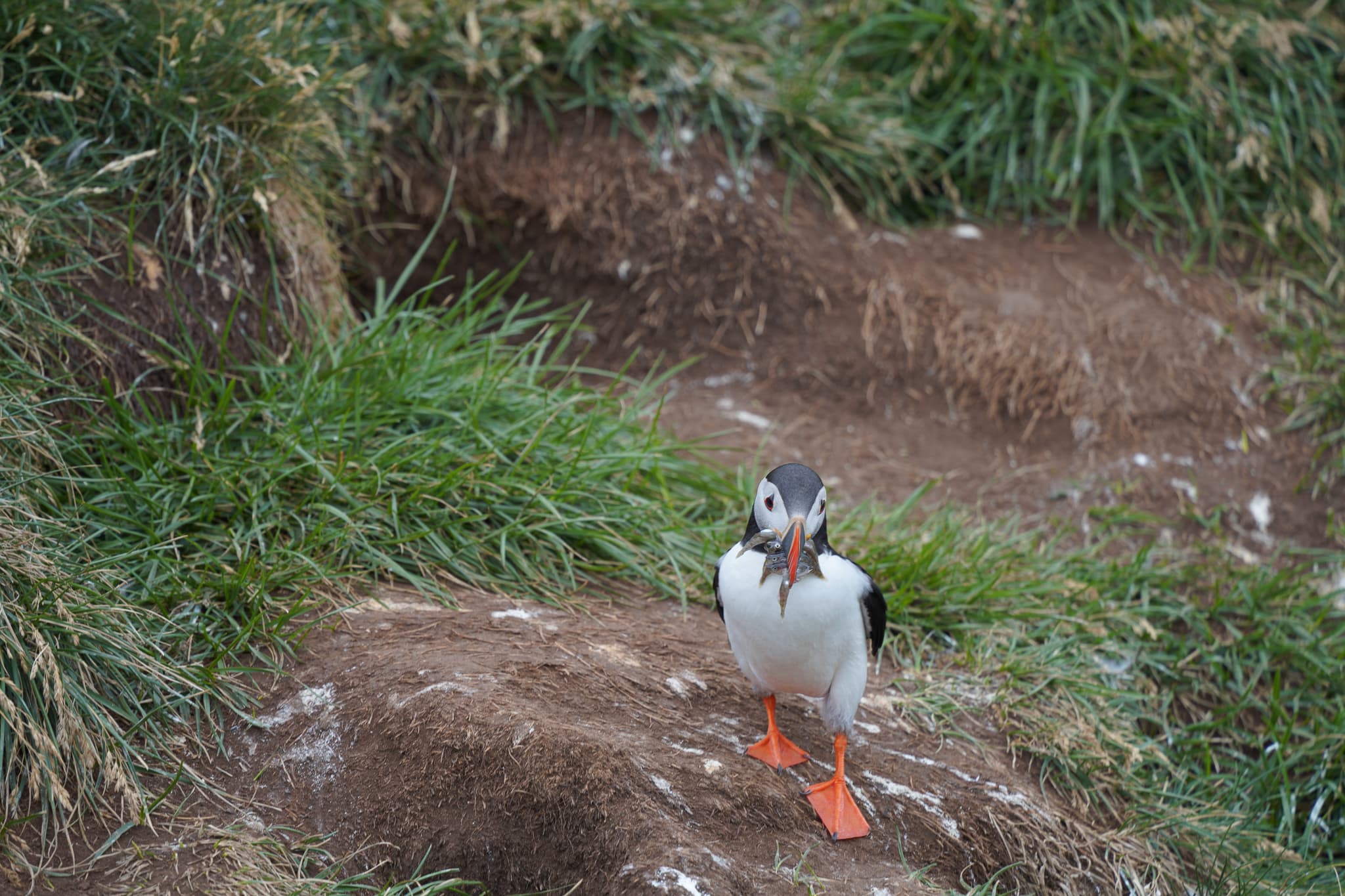 Migrating Puffins 03