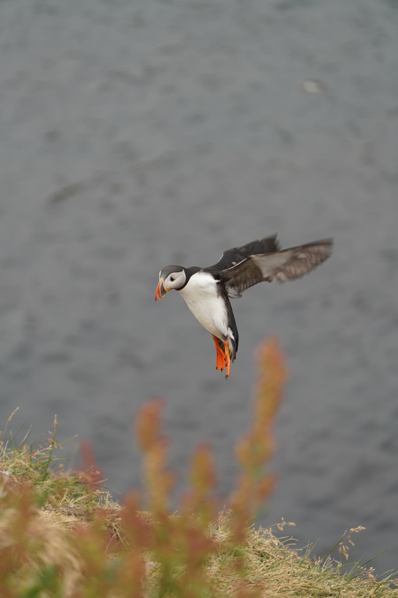 Migrating Puffins 04