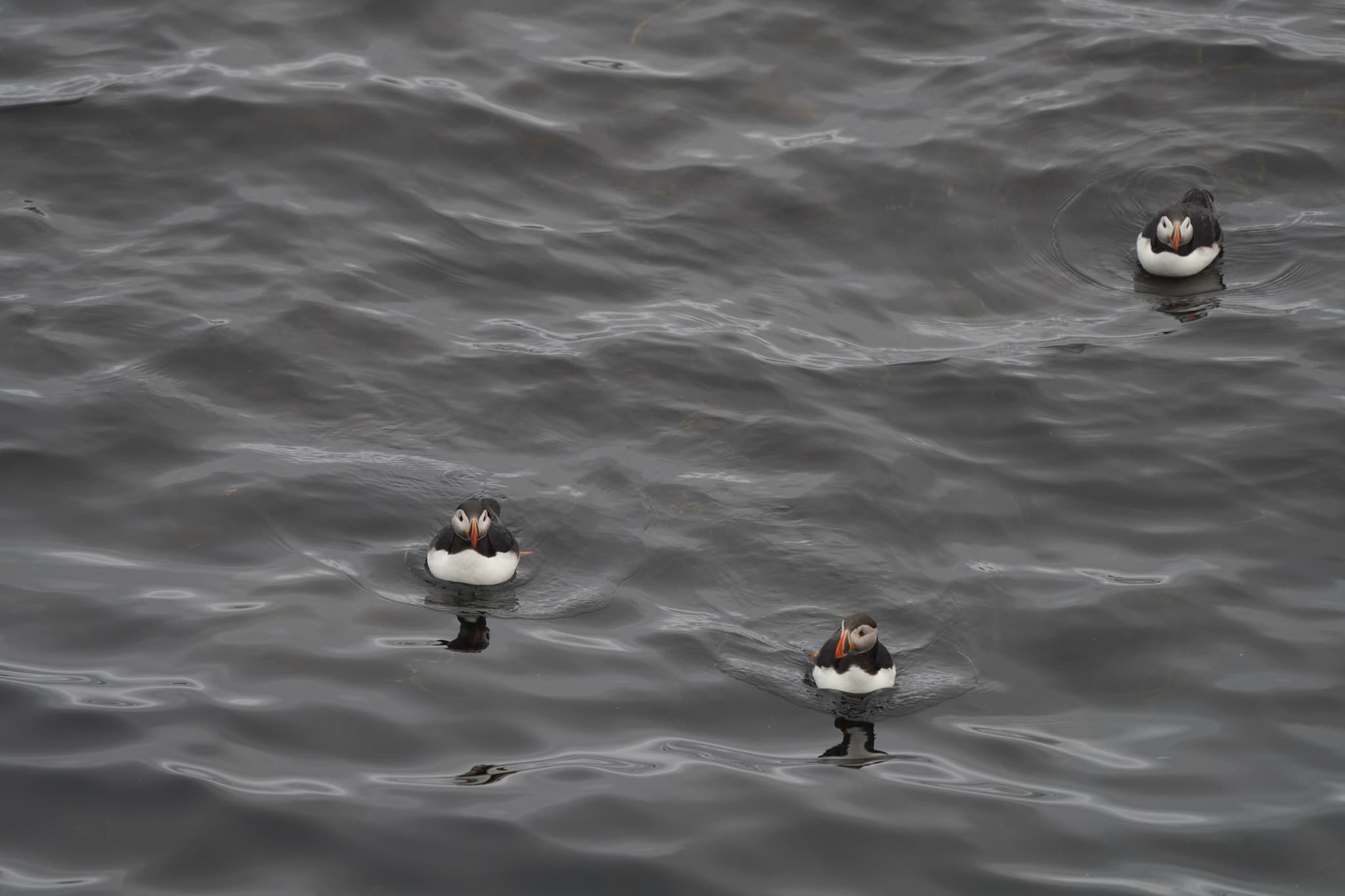 Migrating Puffins 05