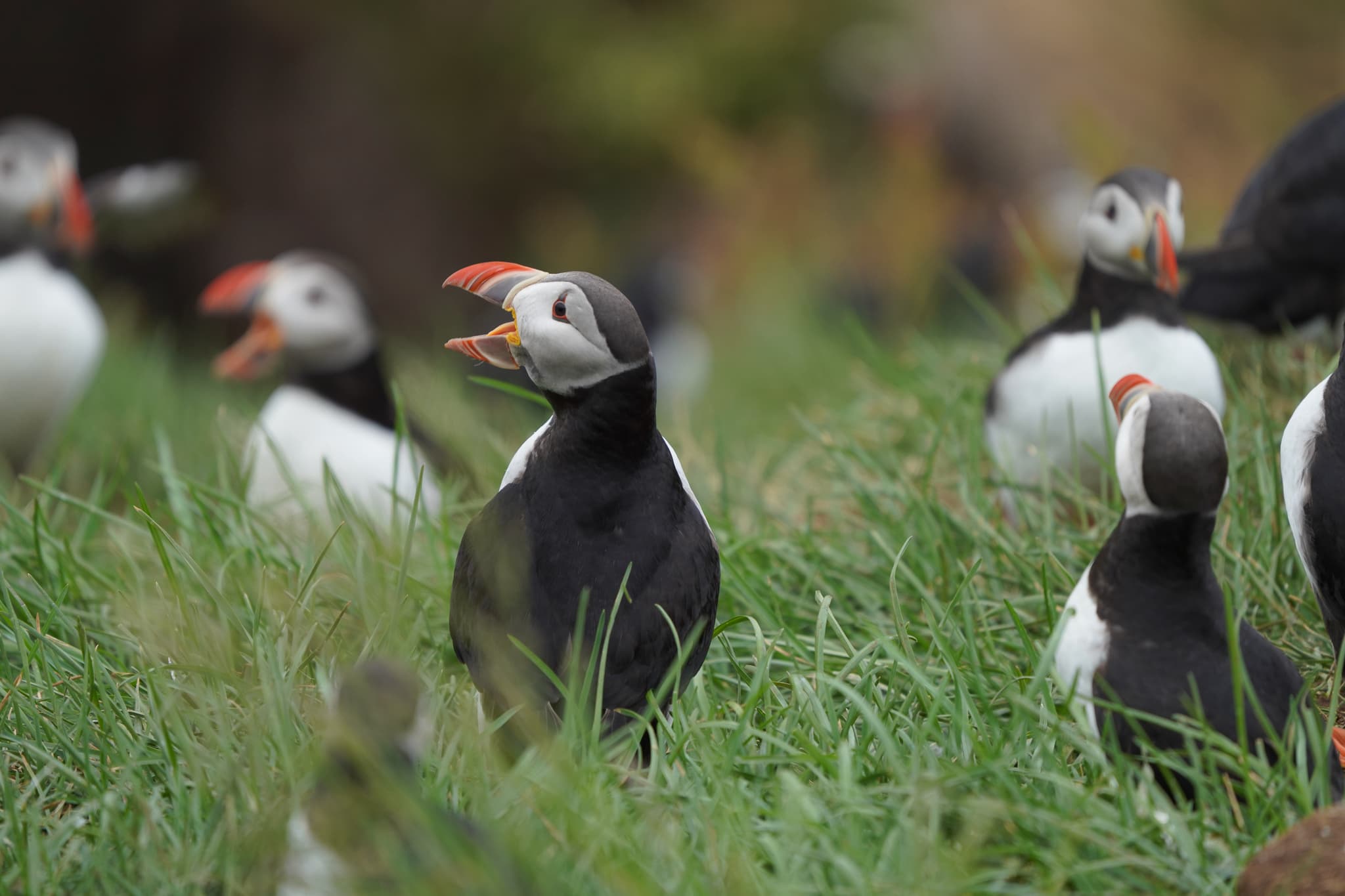 Migrating Puffins 06