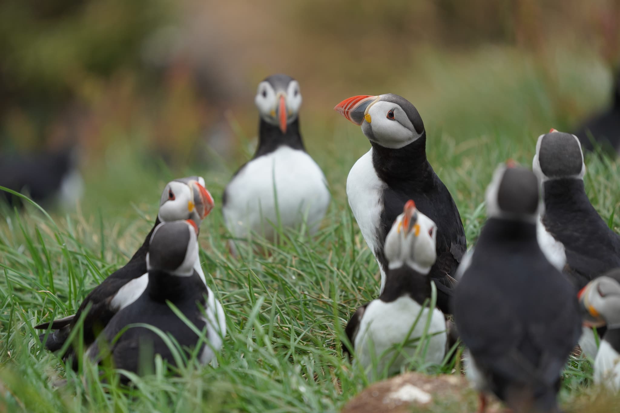 Migrating Puffins 07