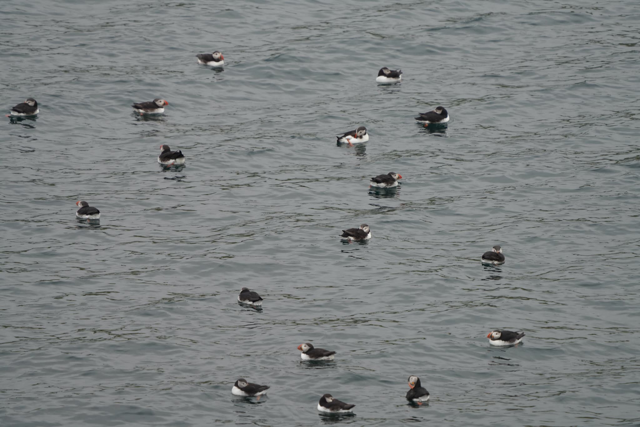 Migrating Puffins 08