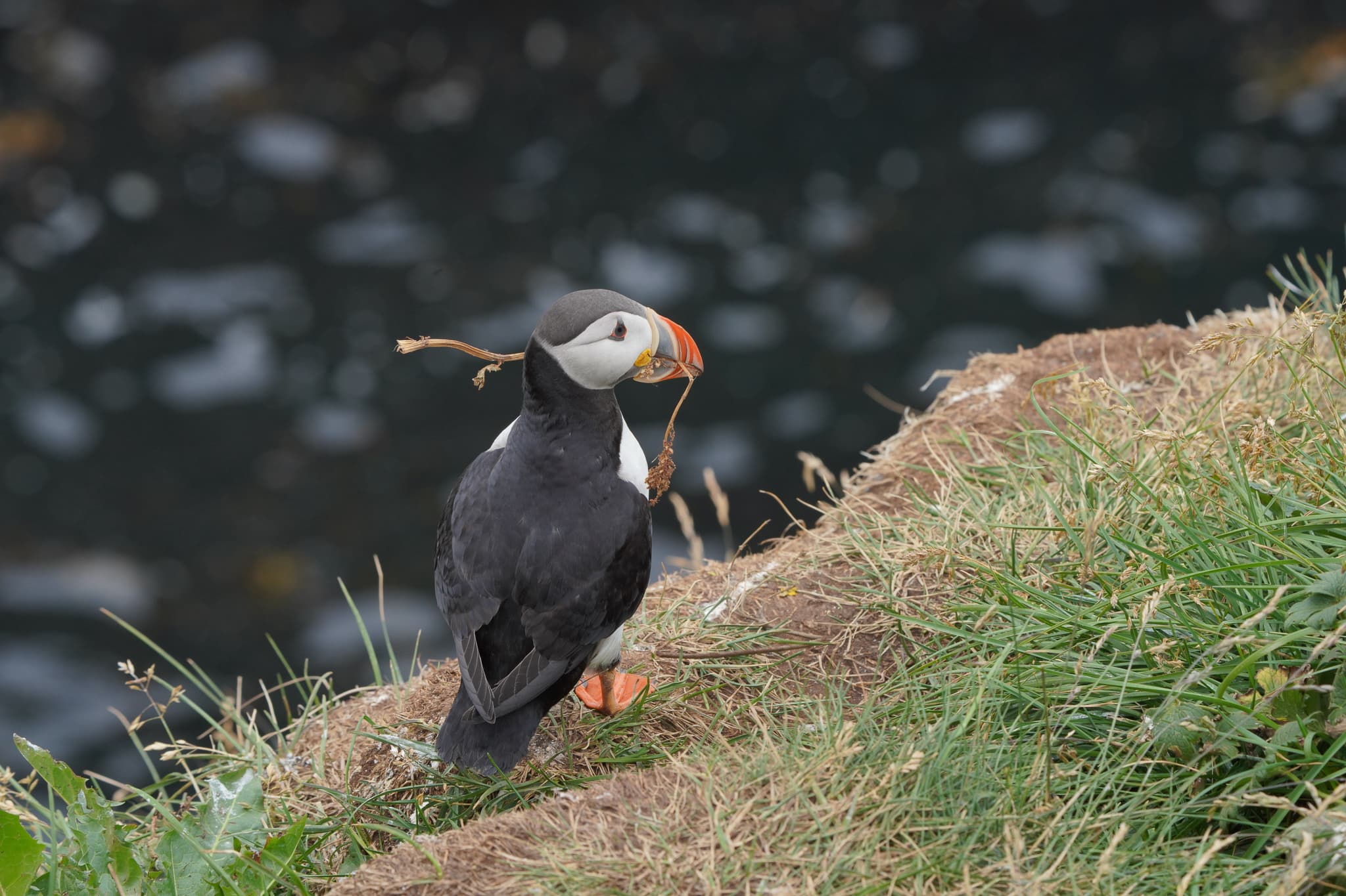 Migrating Puffins 09