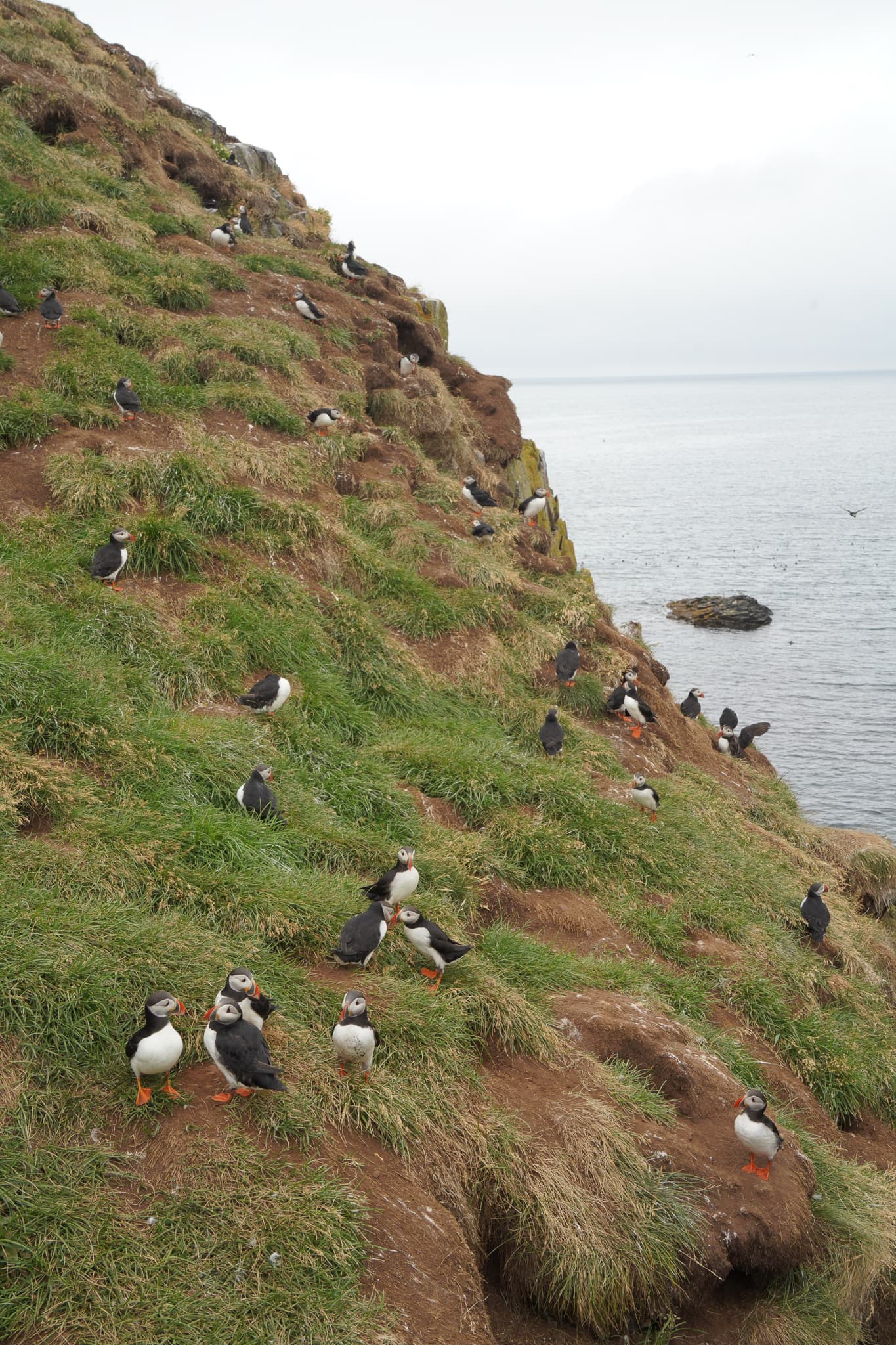 Migrating Puffins 10