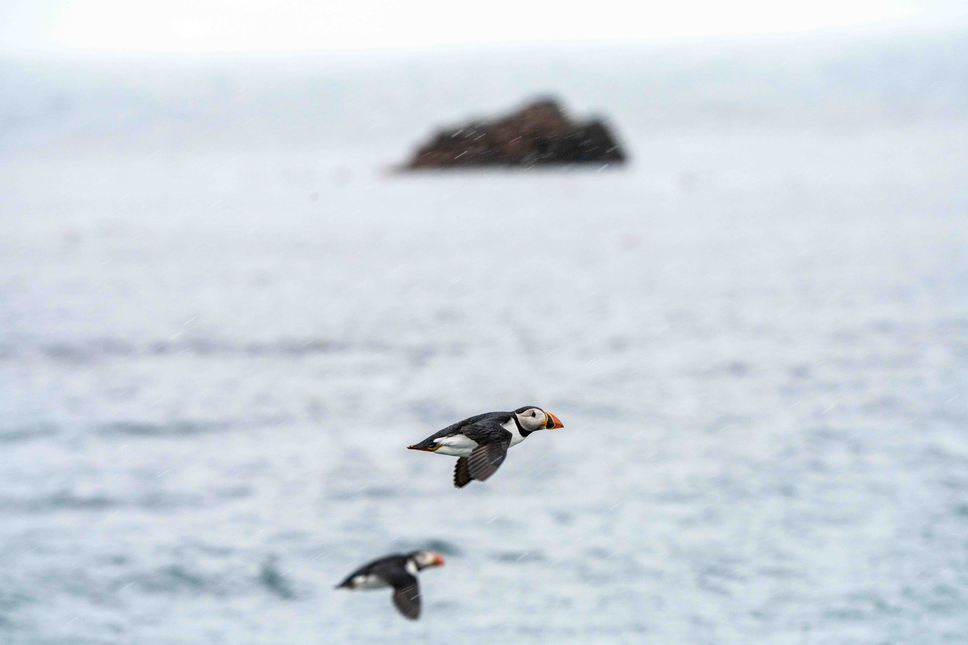 Migrating Puffins 11