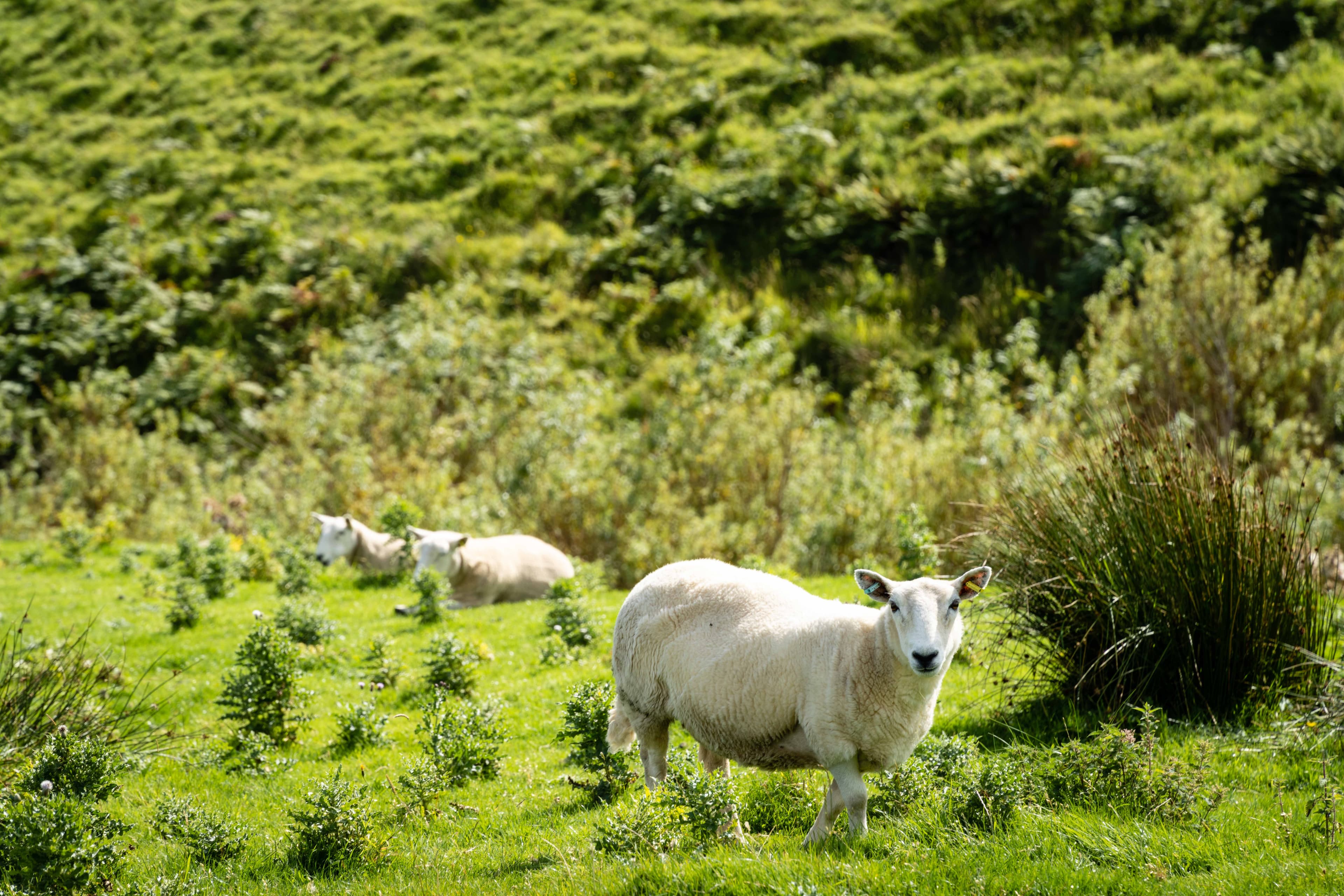 Scottish Highlands 15