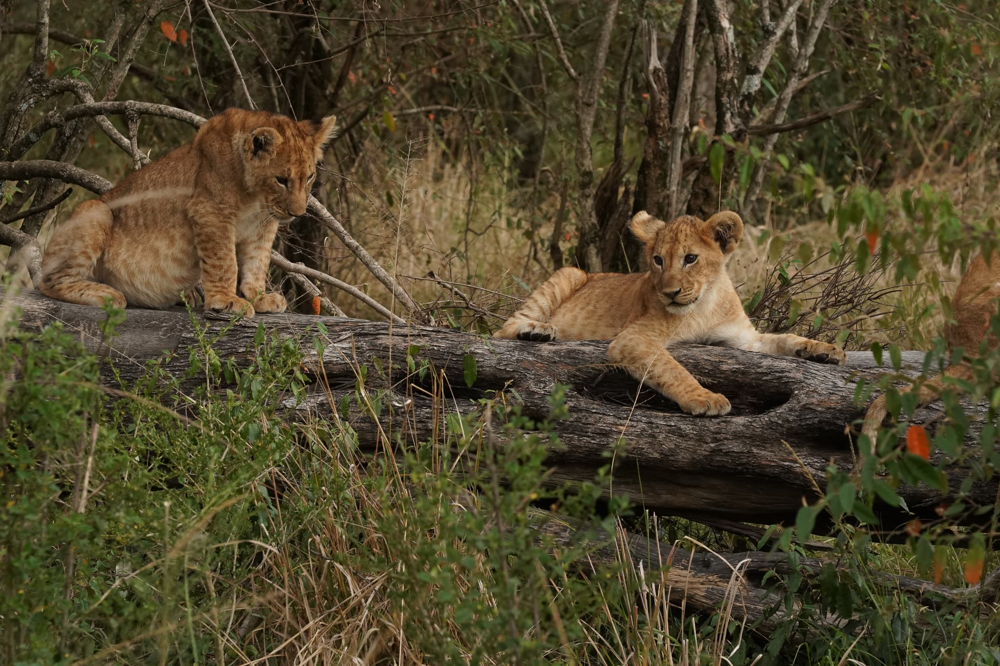 Serian Cubs 01