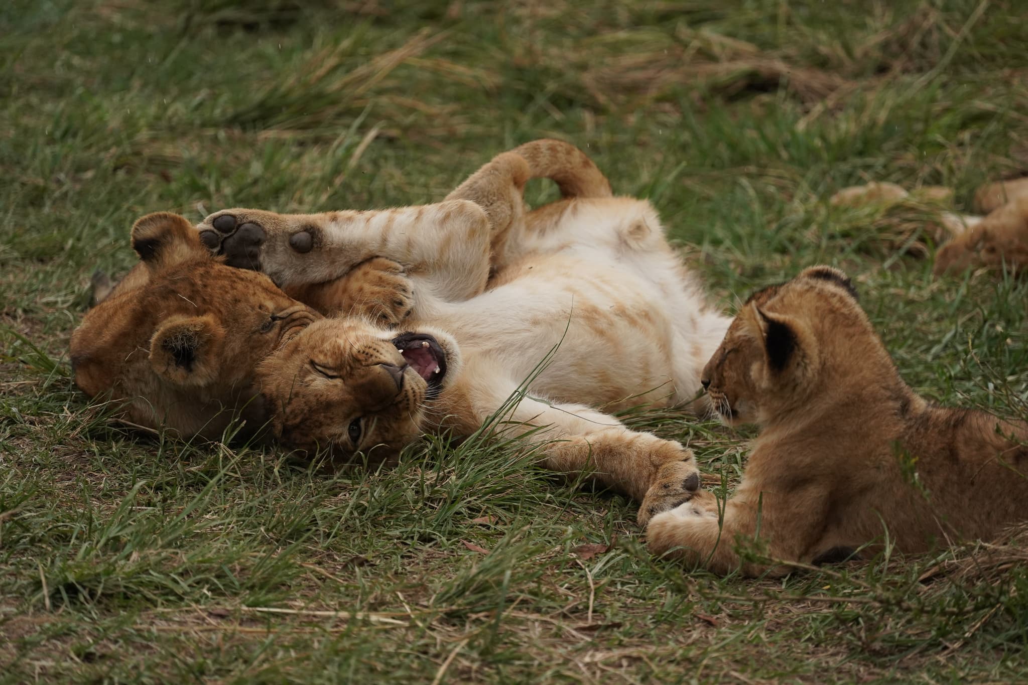 Serian Cubs 02