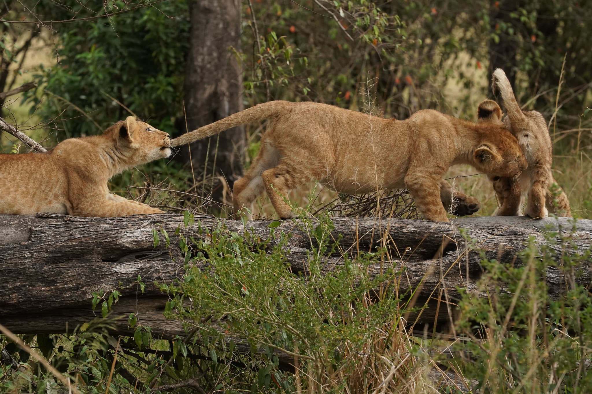 Serian Cubs 03