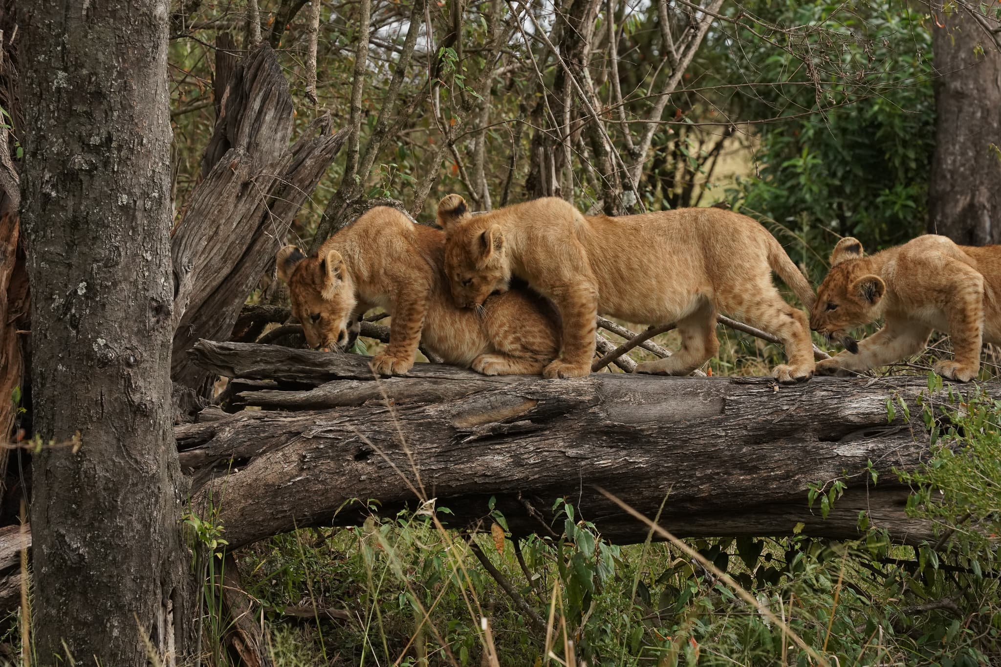 Serian Cubs 04