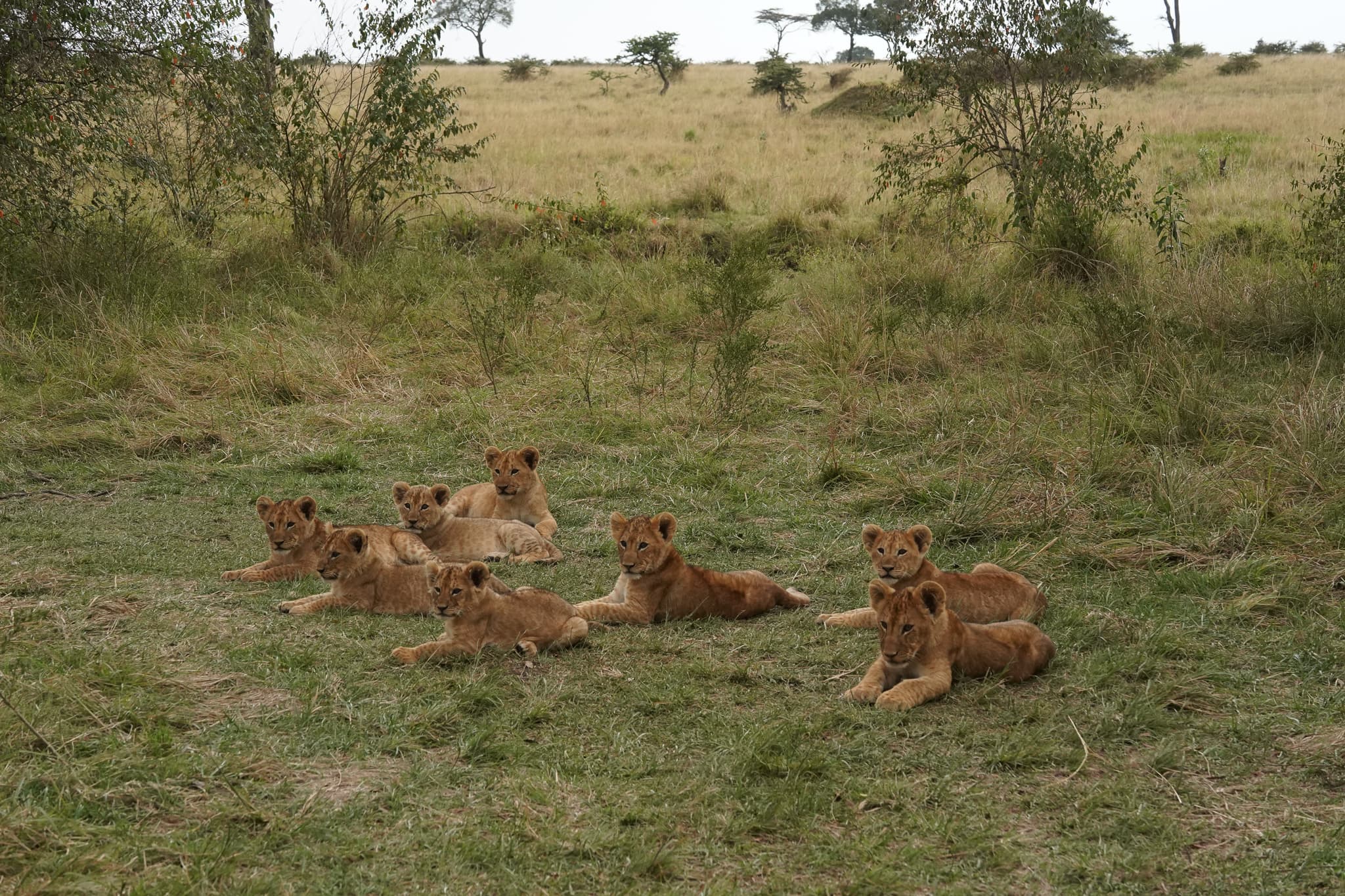 Serian Cubs 05