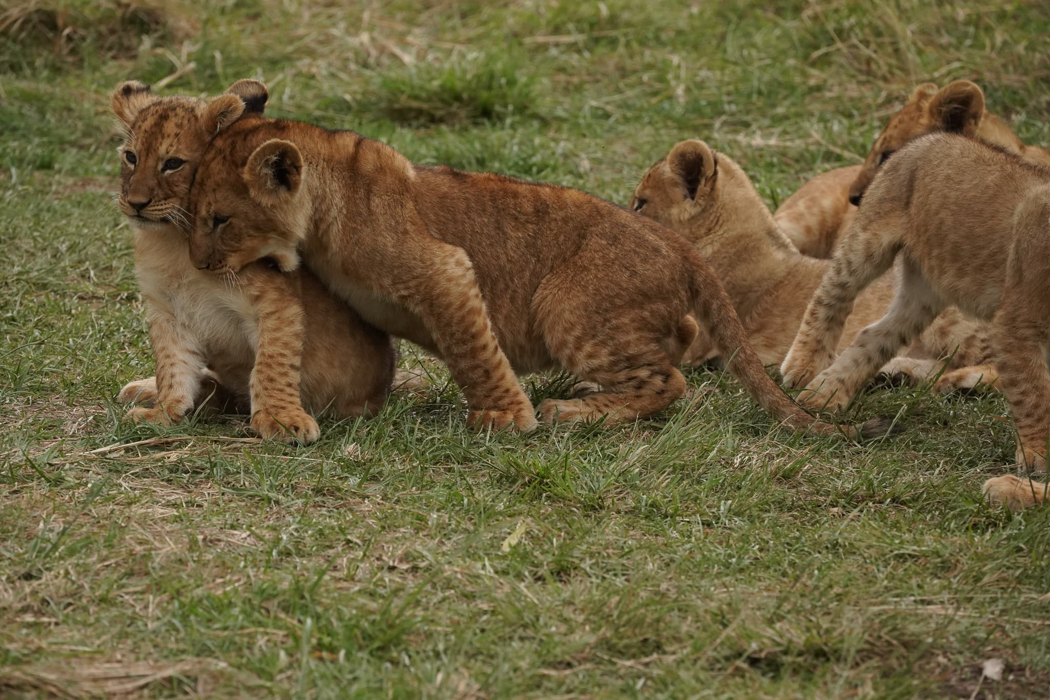 Serian Cubs 06