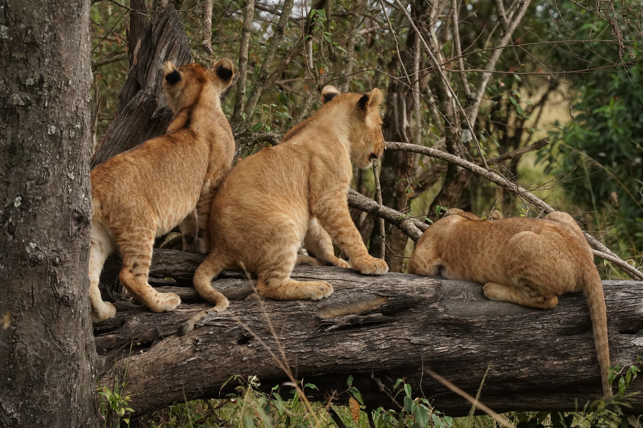 Serian Cubs 07