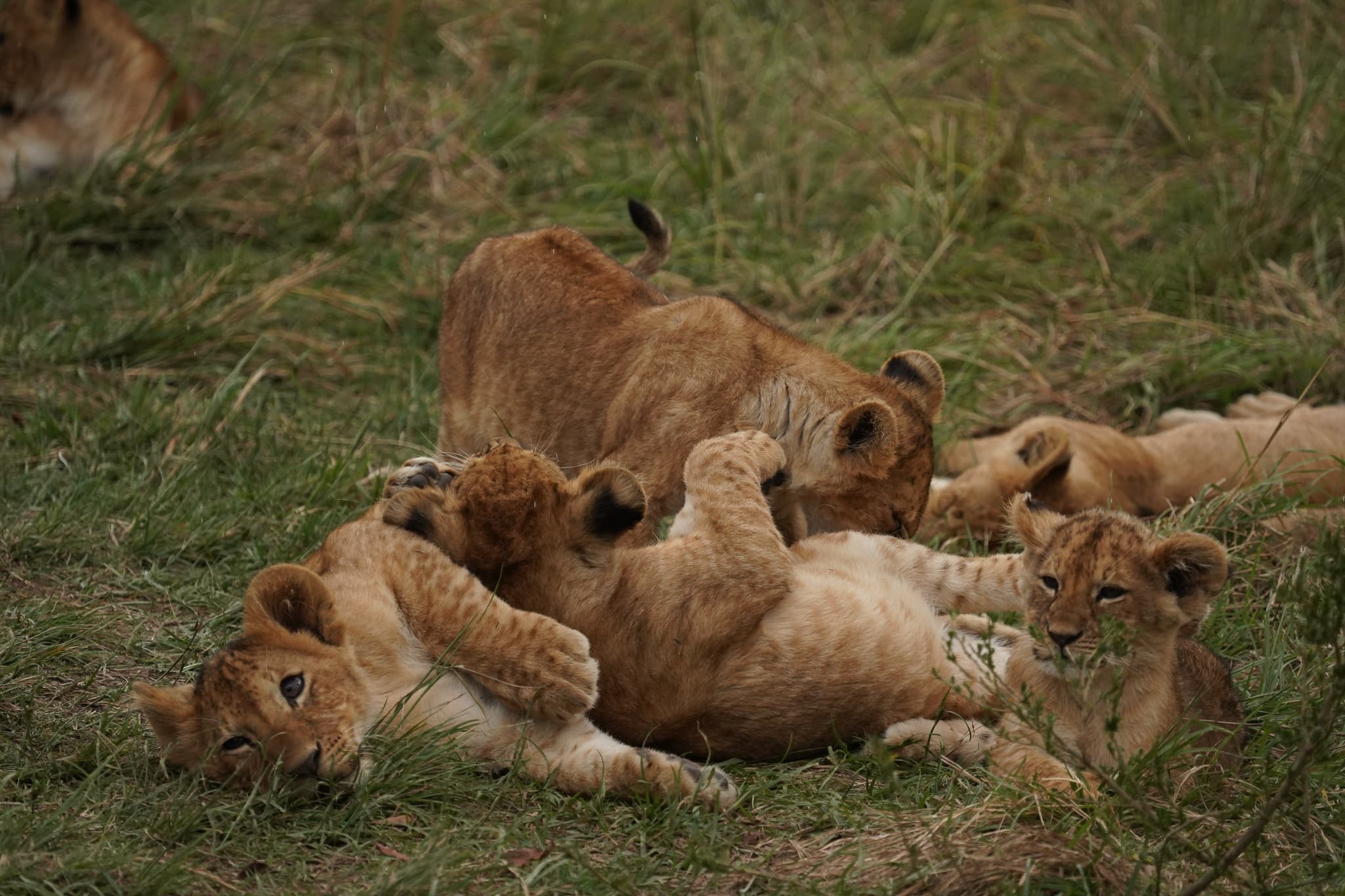 Serian Cubs 08