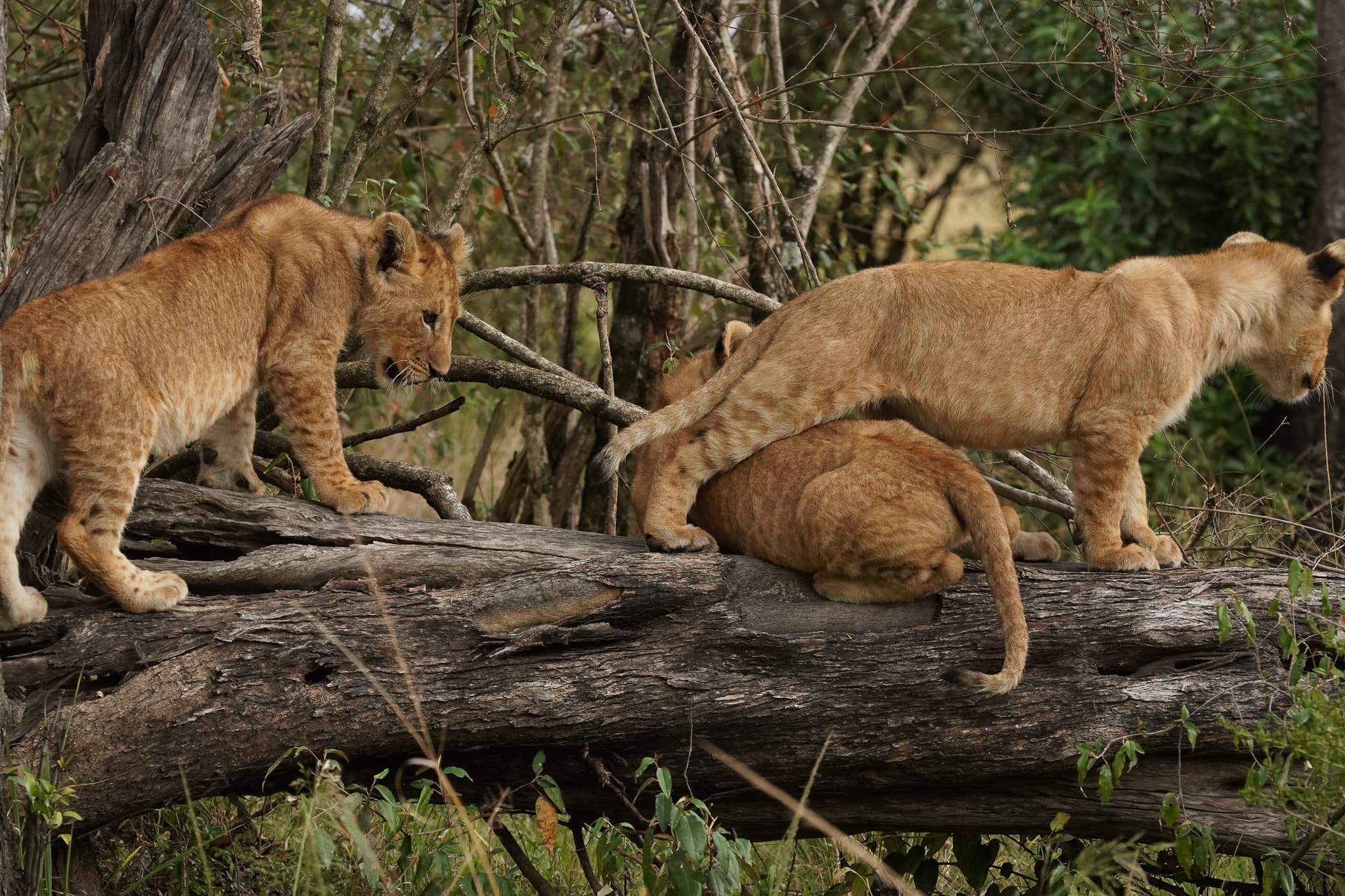 Serian Cubs 09