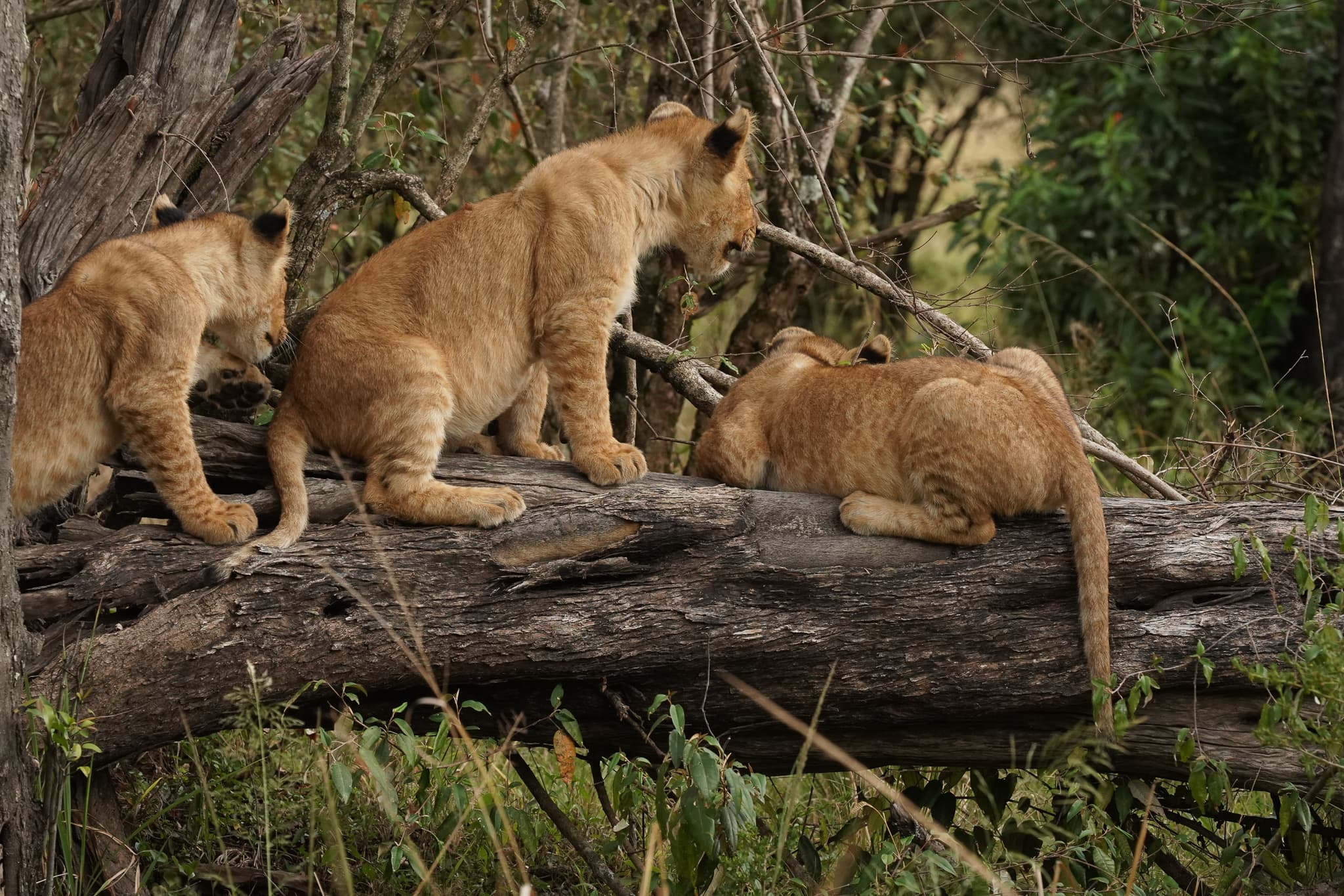 Serian Cubs 10