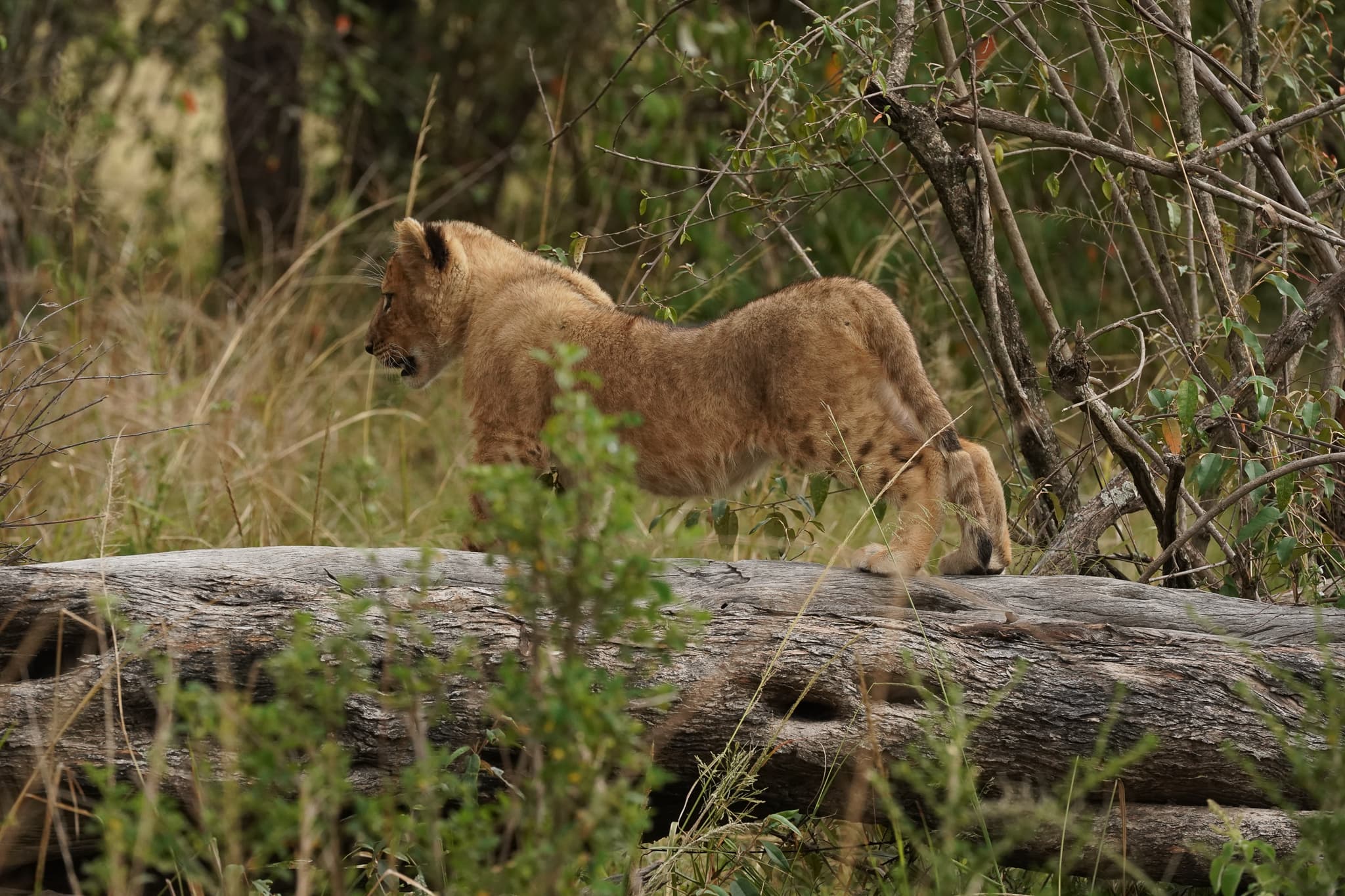 Serian Cubs 11