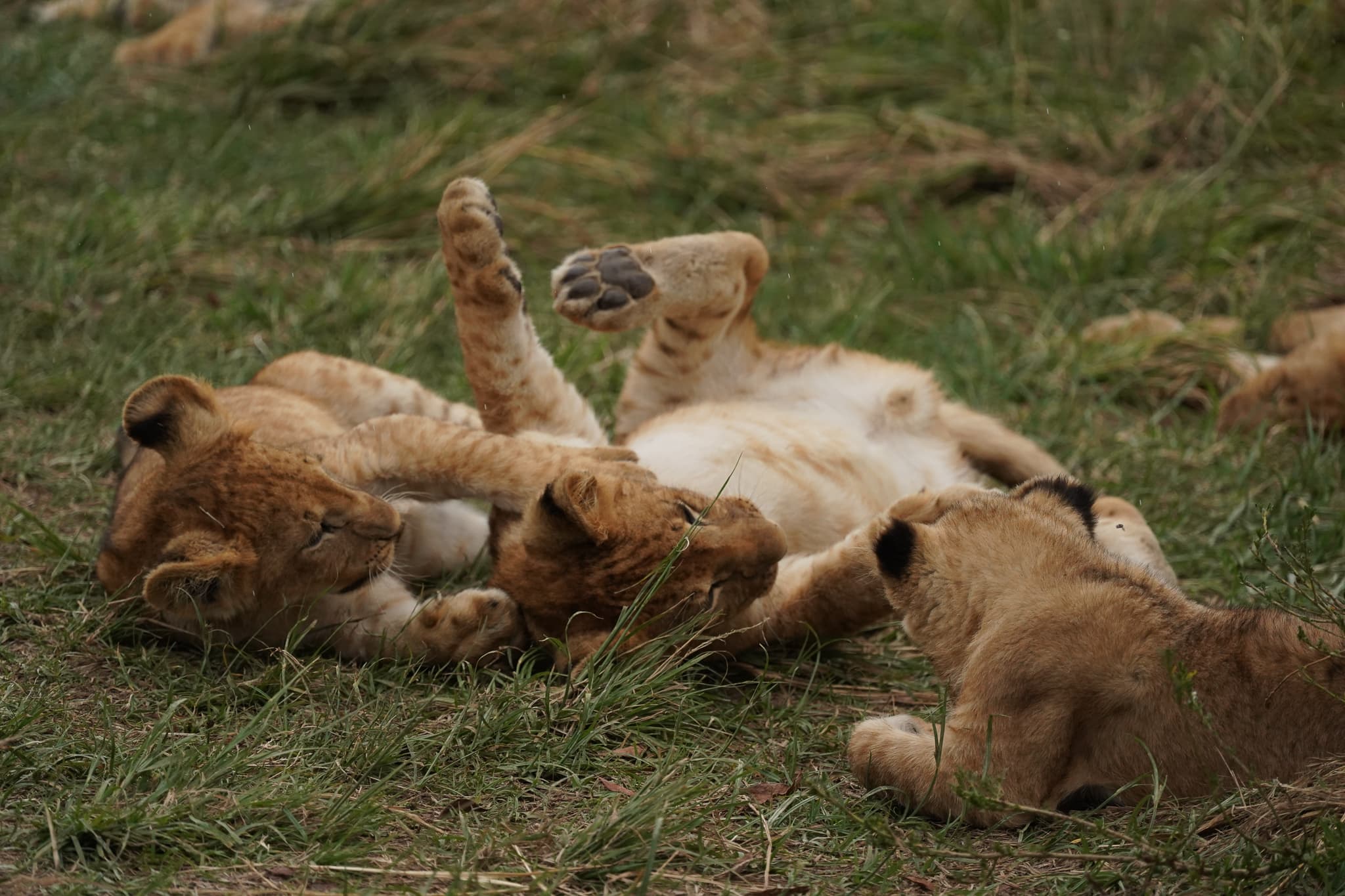 Serian Cubs 12