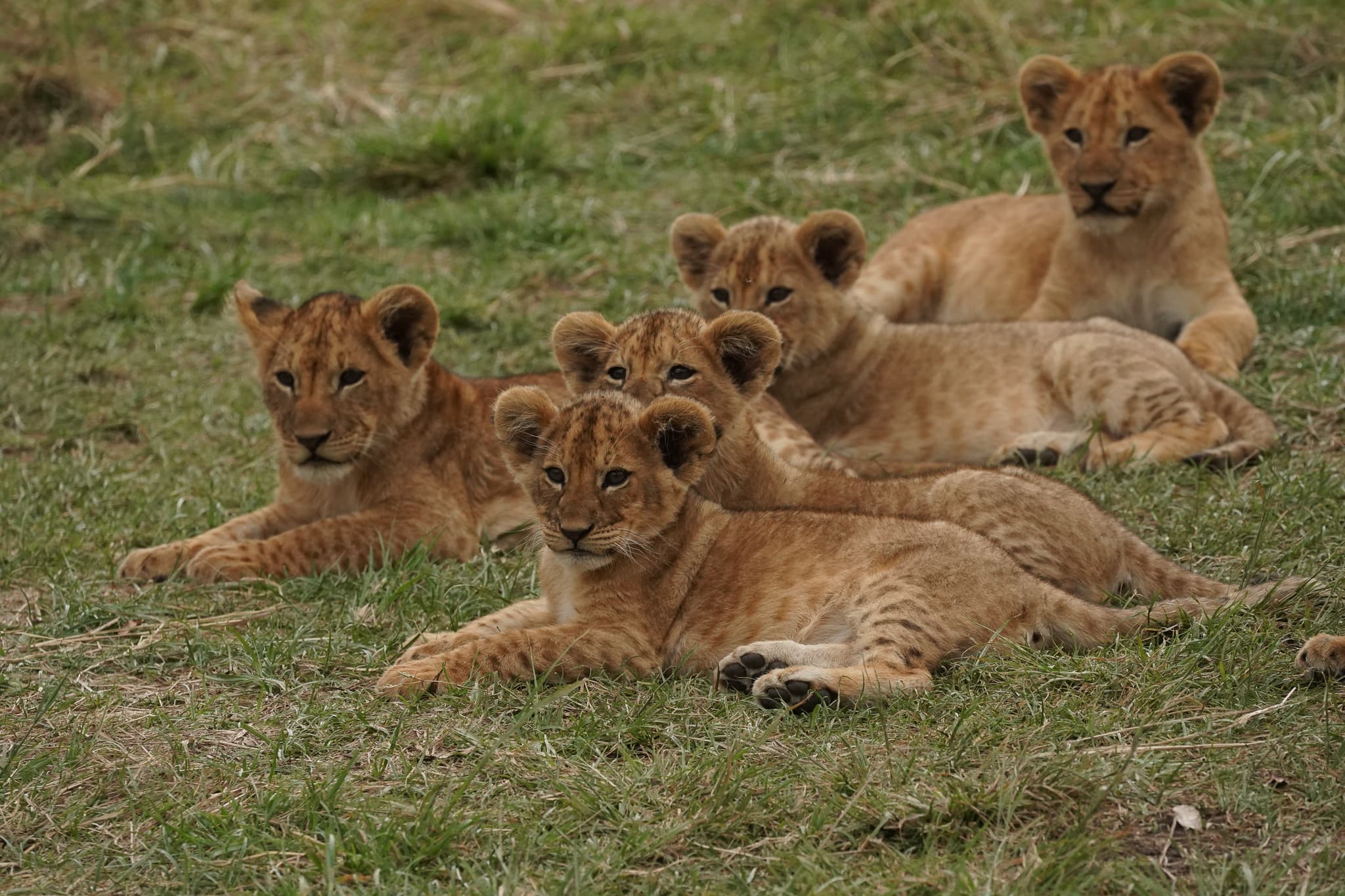 Serian Cubs 13