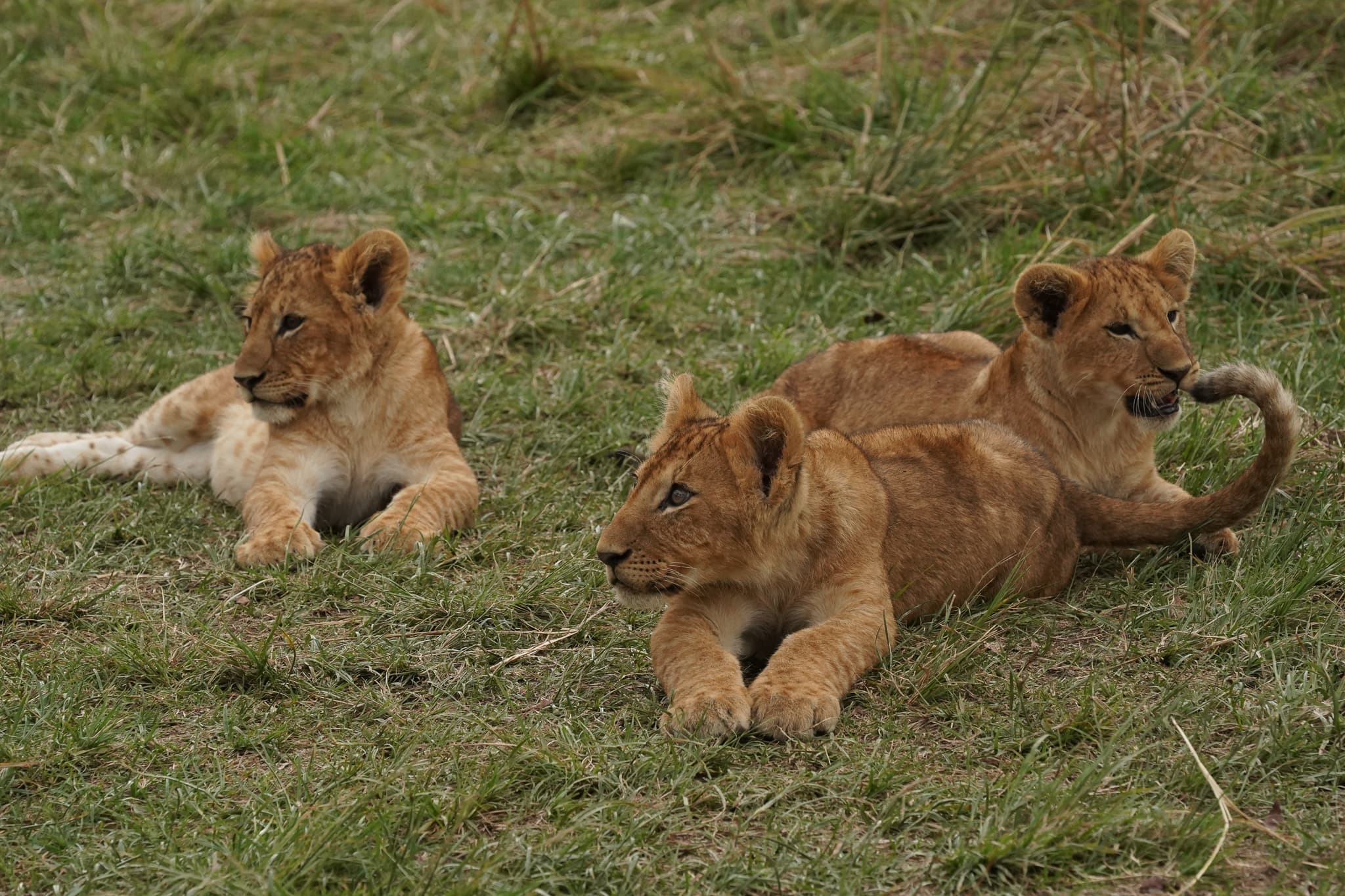 Serian Cubs 14