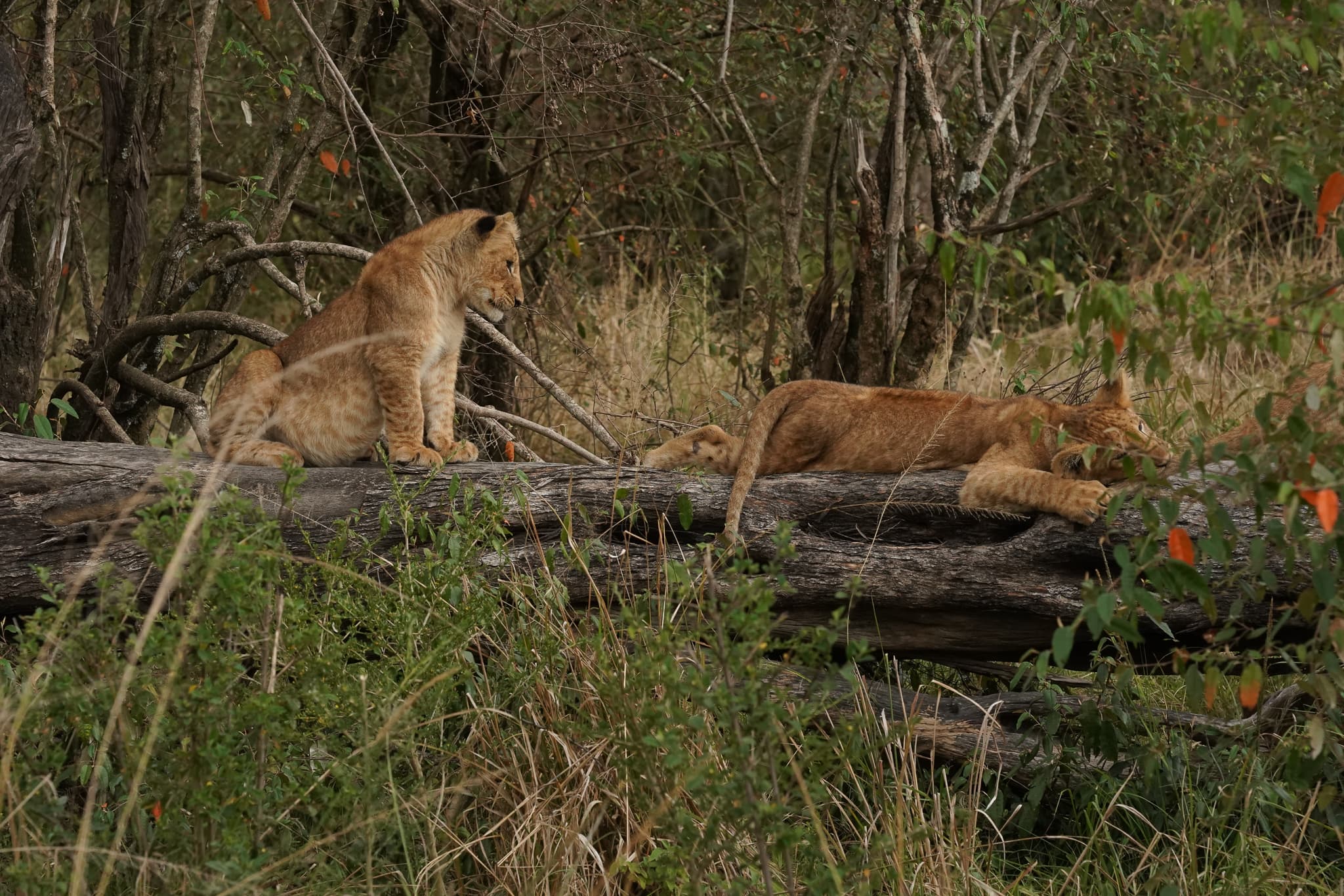 Serian Cubs 15