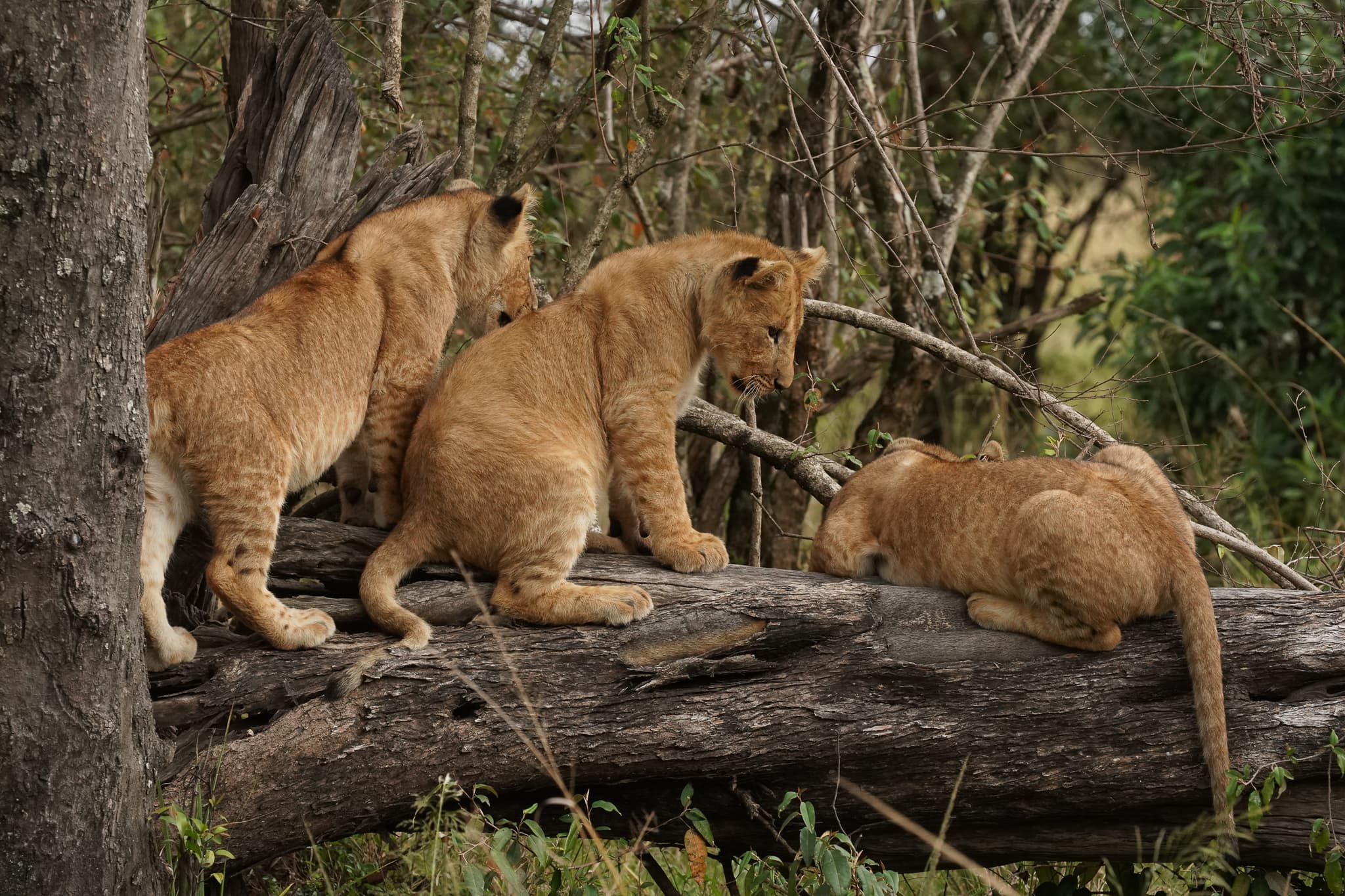 Serian Cubs 16